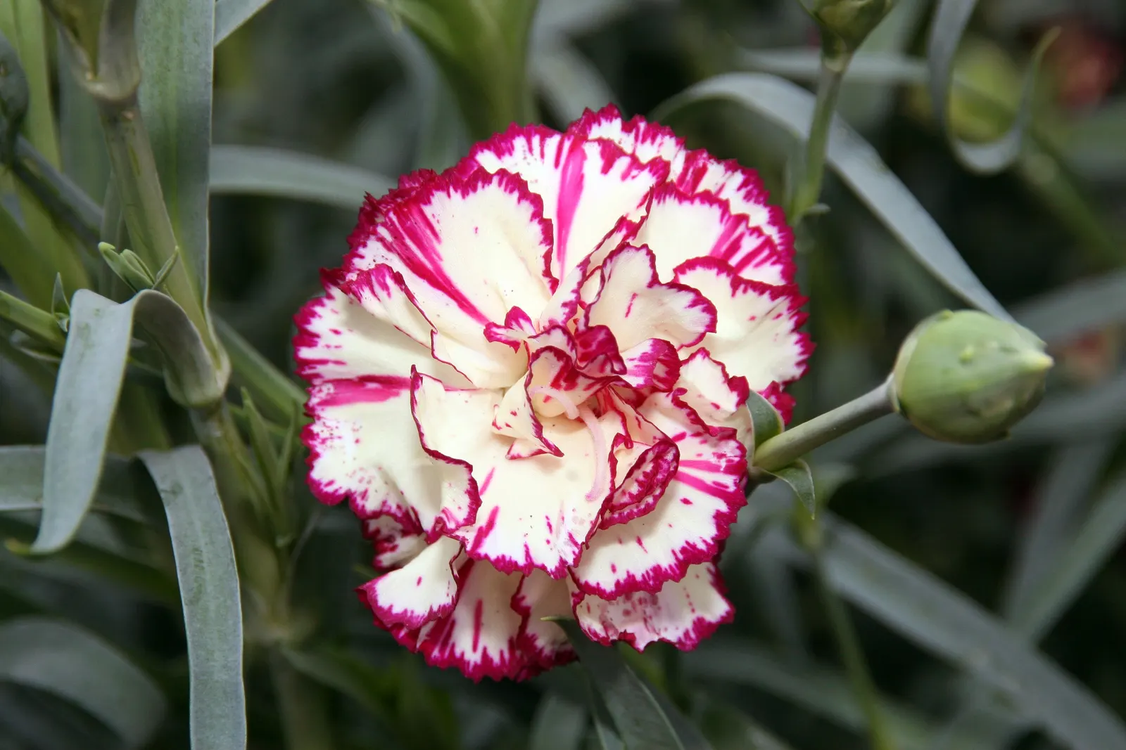 Carnation (Dianthus Caryophyllus) — Carnations can withstand slight fluctuations in temperature but should be protected from extreme cold; with a spread of