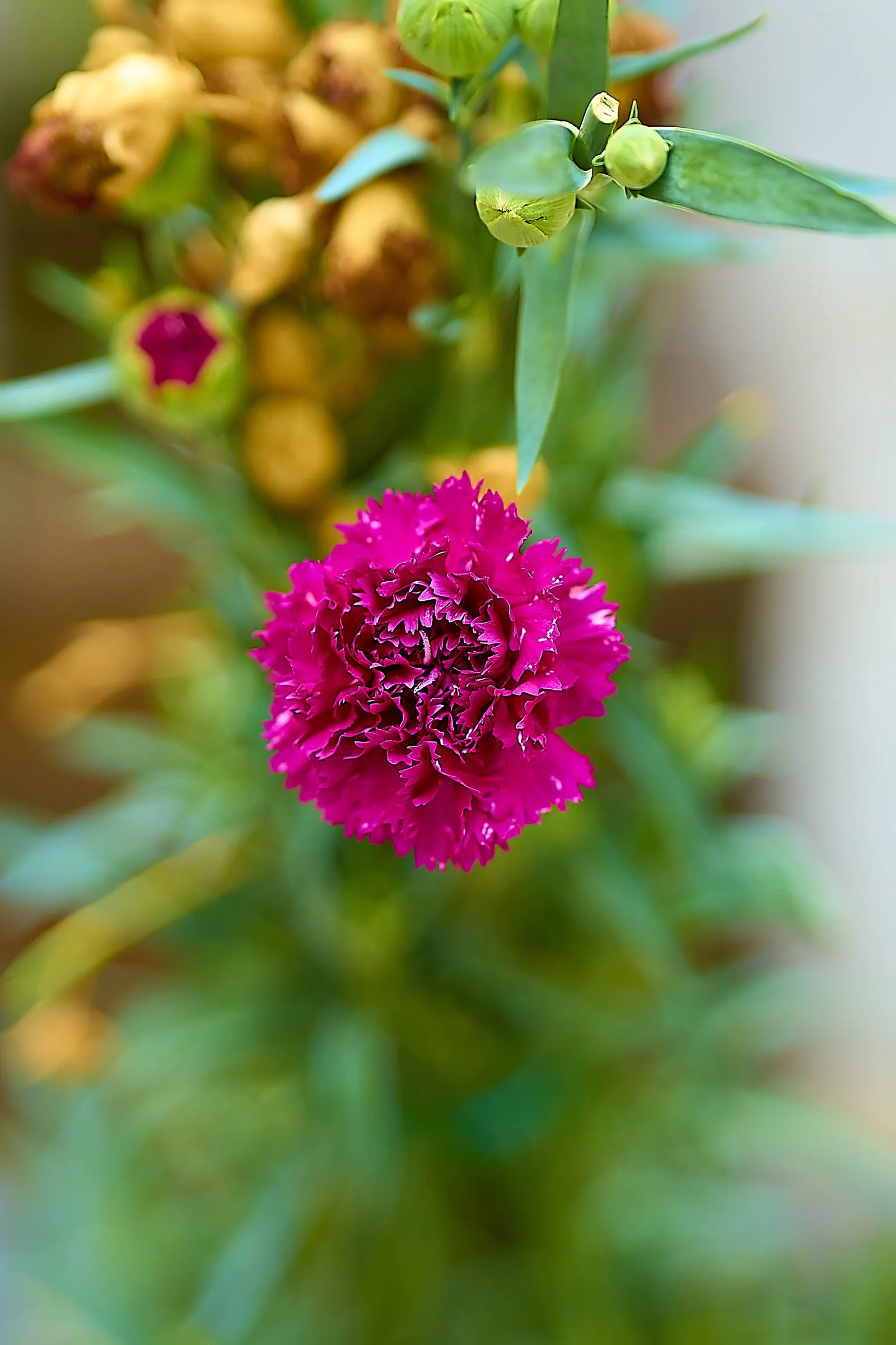 Carnation (Dianthus Caryophyllus) — is a perennial plant cherished for its vibrant blooms and rich fragrance