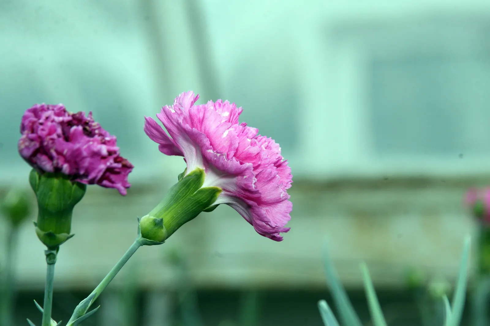 Carnation (Dianthus Caryophyllus) — fragrant flowers in a variety of colors