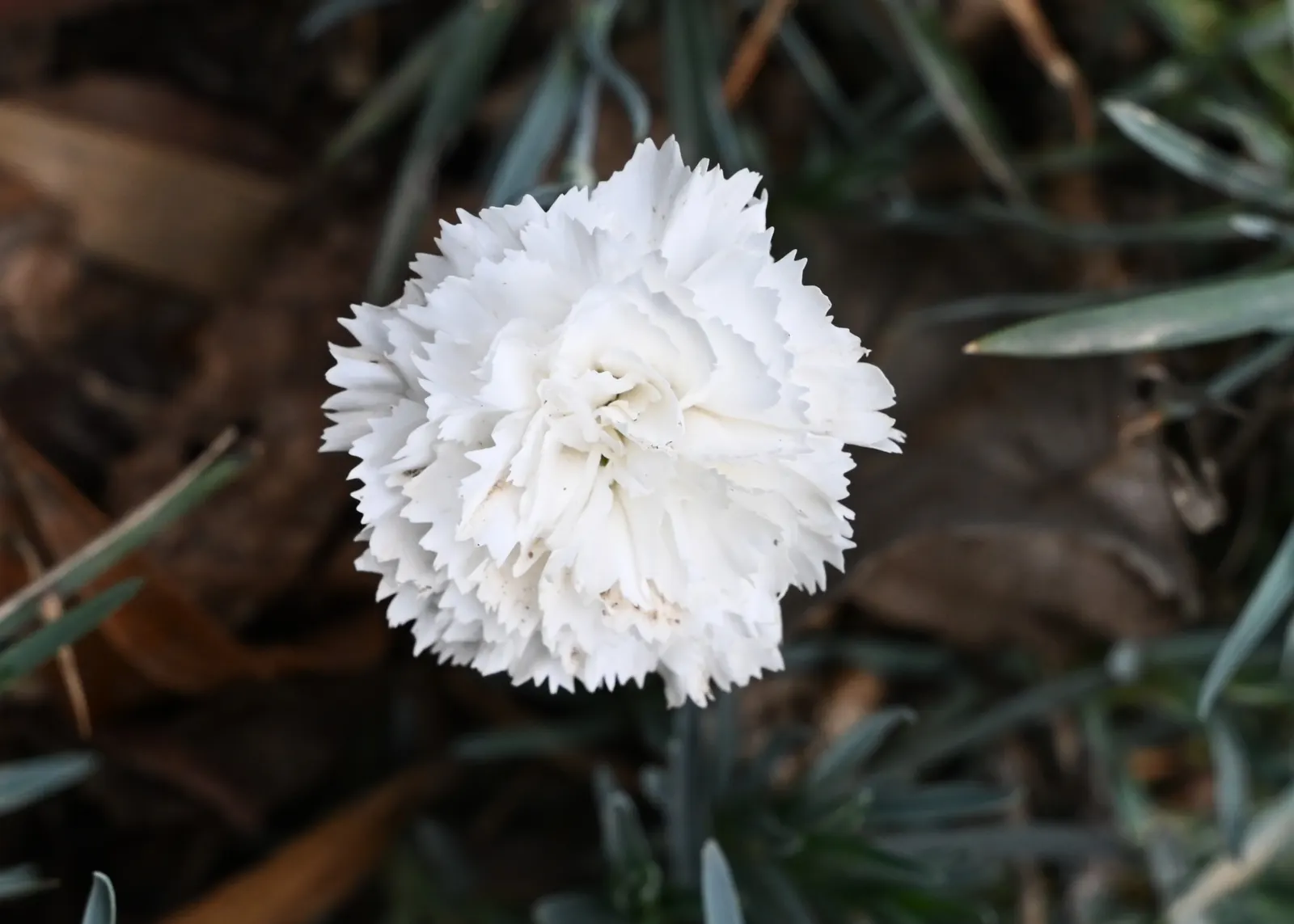 Carnation (Dianthus Caryophyllus) — scientifically known as Dianthus caryophyllus; pink flowers in the garden, image 79