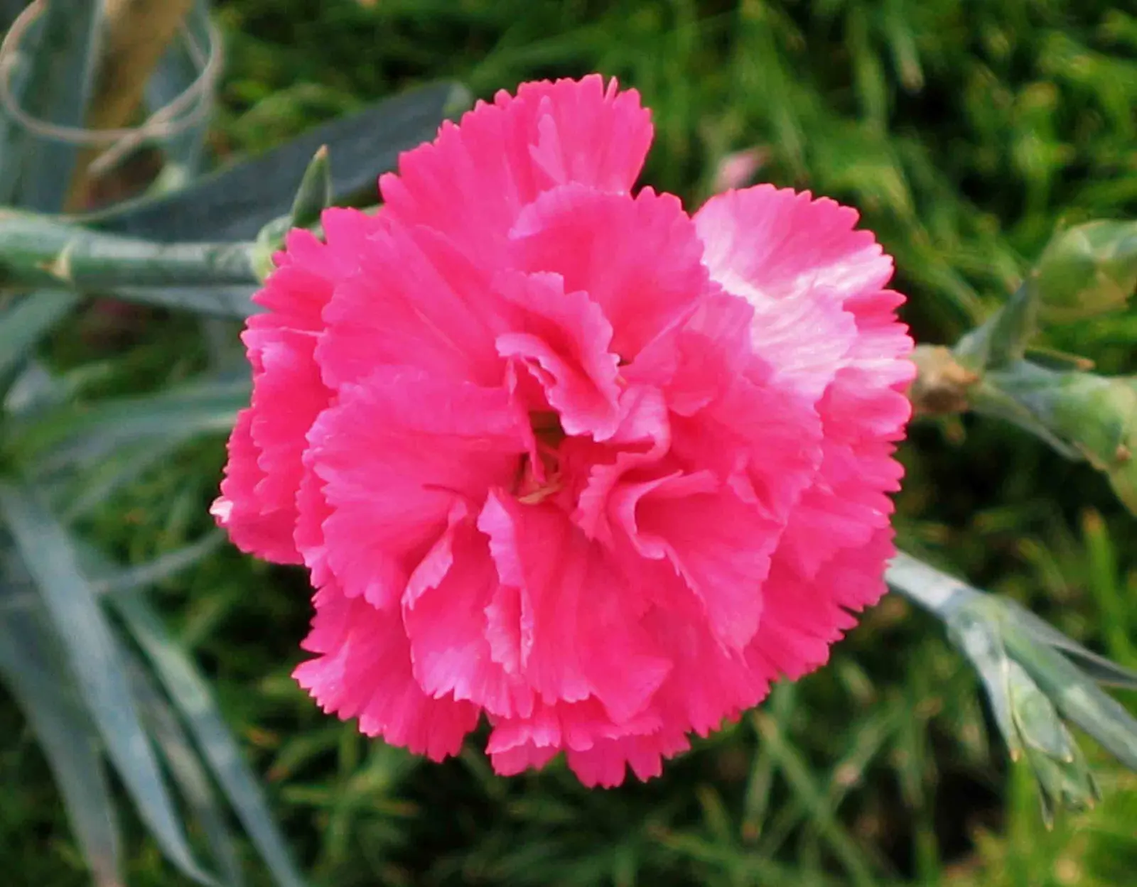 Carnation (Dianthus Caryophyllus) — glaucous green to blue-green foliage offers a striking contrast against the ruffled petal flowers; this classic, image 60