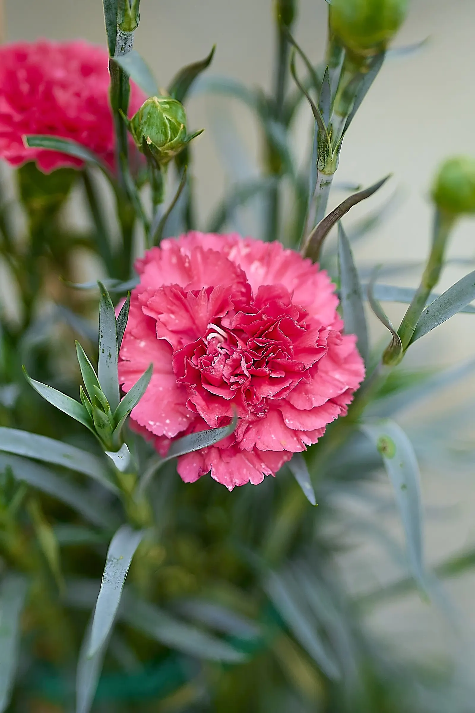 Carnation (Dianthus Caryophyllus) — but beware of over-saturation as it can lead to root rot; which can span 2 to 3 inches in diameter when fully