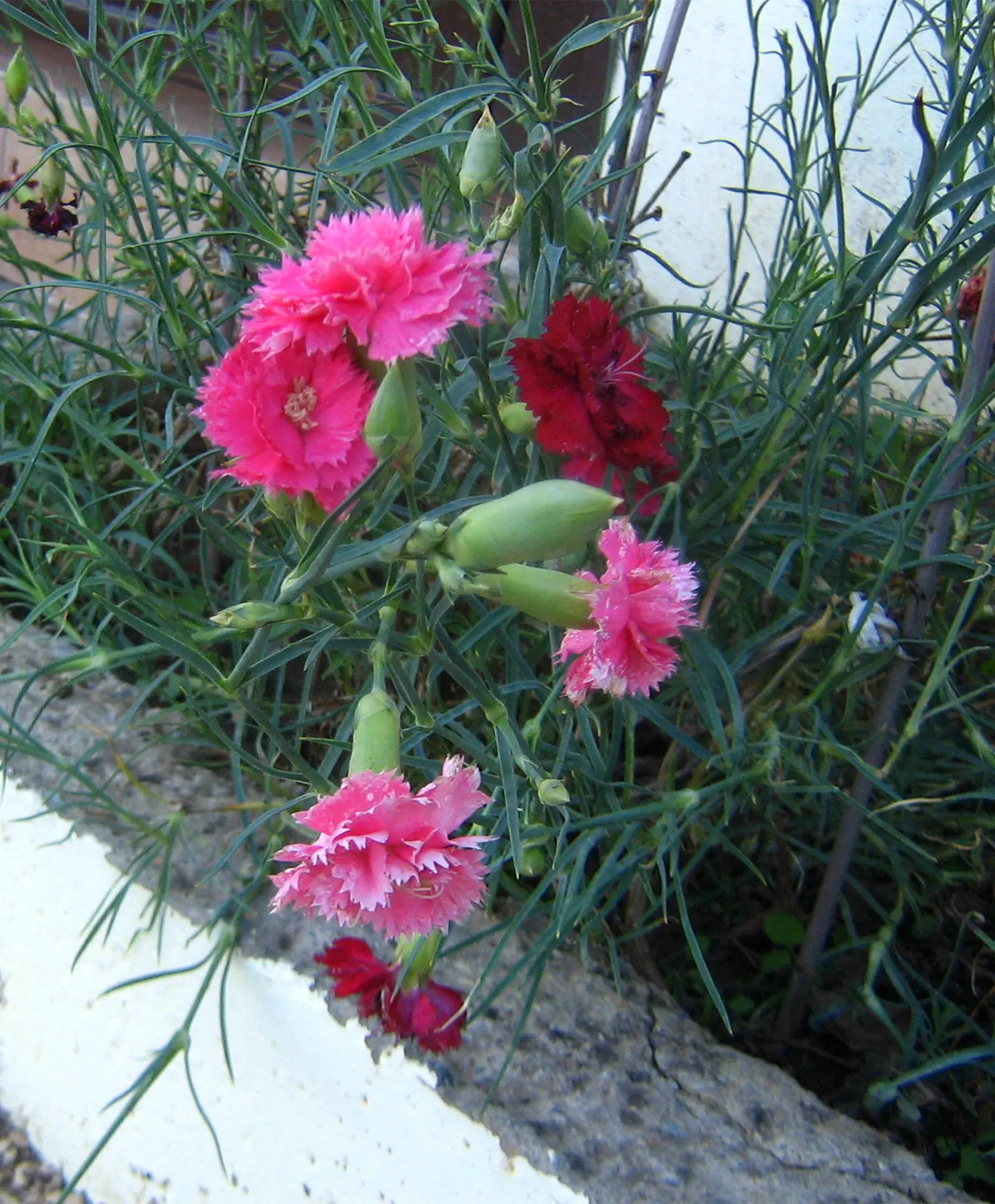 Carnation (Dianthus Caryophyllus) — They prefer cooler climates and require regular watering, with soil drying slightly between
