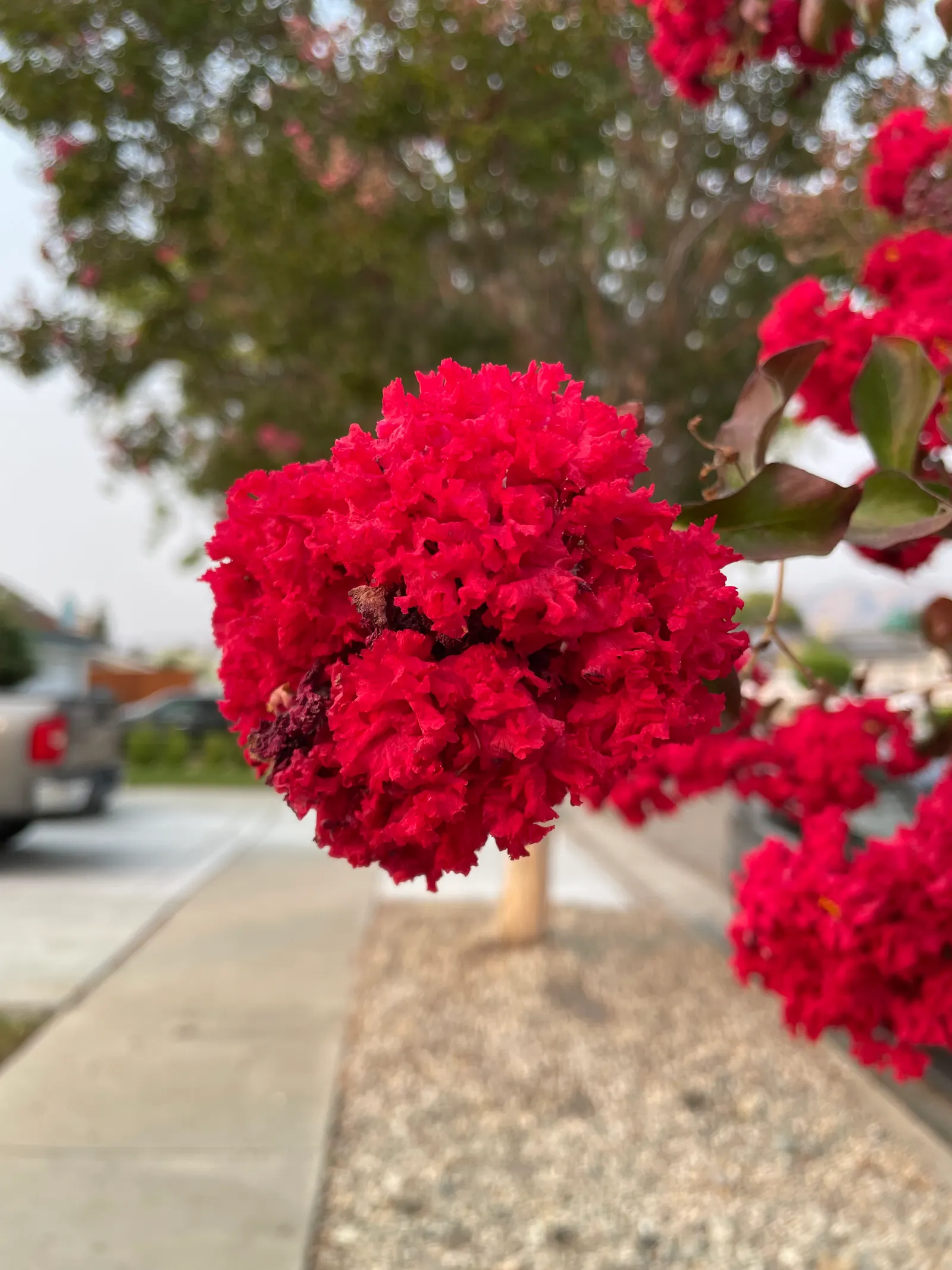 Carnation (Dianthus Caryophyllus) — Blooming from late spring through summer, carnations are excellent for borders, containers, and as cut flowers, image 53