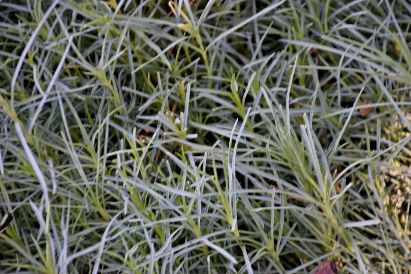 Carnation (Dianthus Caryophyllus) — glaucous green to blue-green foliage offers a striking contrast against the ruffled petal flowers; this classic beauty is a