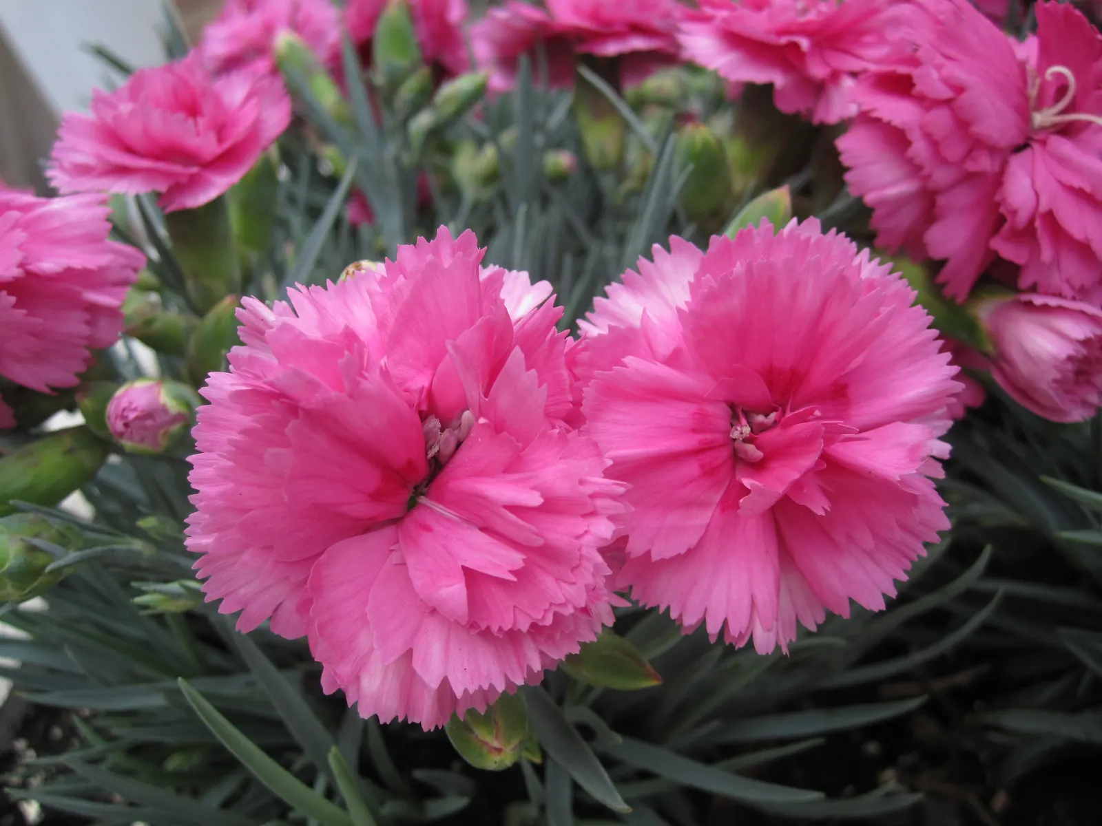 Carnation (Dianthus Caryophyllus) — it thrives in full sun and well-drained soil; commonly known as carnation