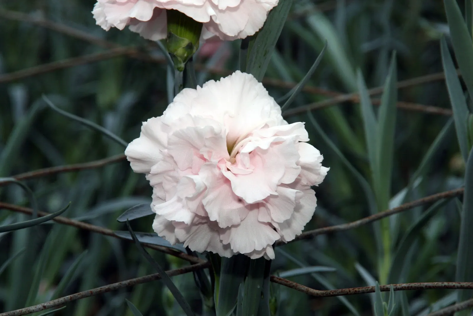 Carnation (Dianthus Caryophyllus) — extending the display from late spring through early fall; fragrant flowers in a variety of colors, image 66
