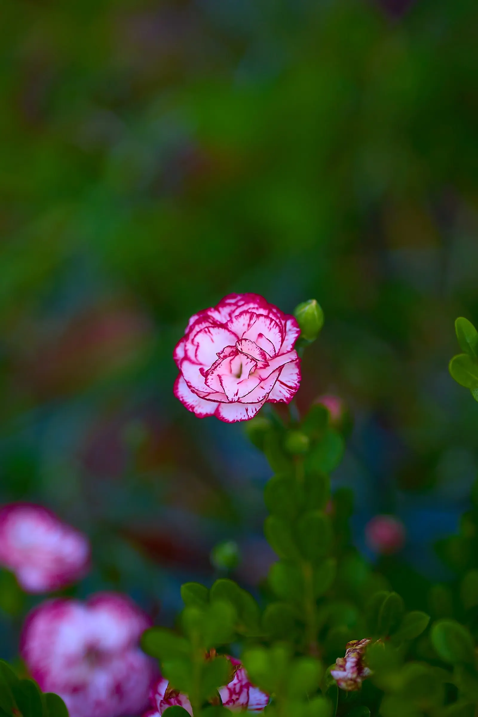 Carnation (Dianthus Caryophyllus) — annual with pink blooms