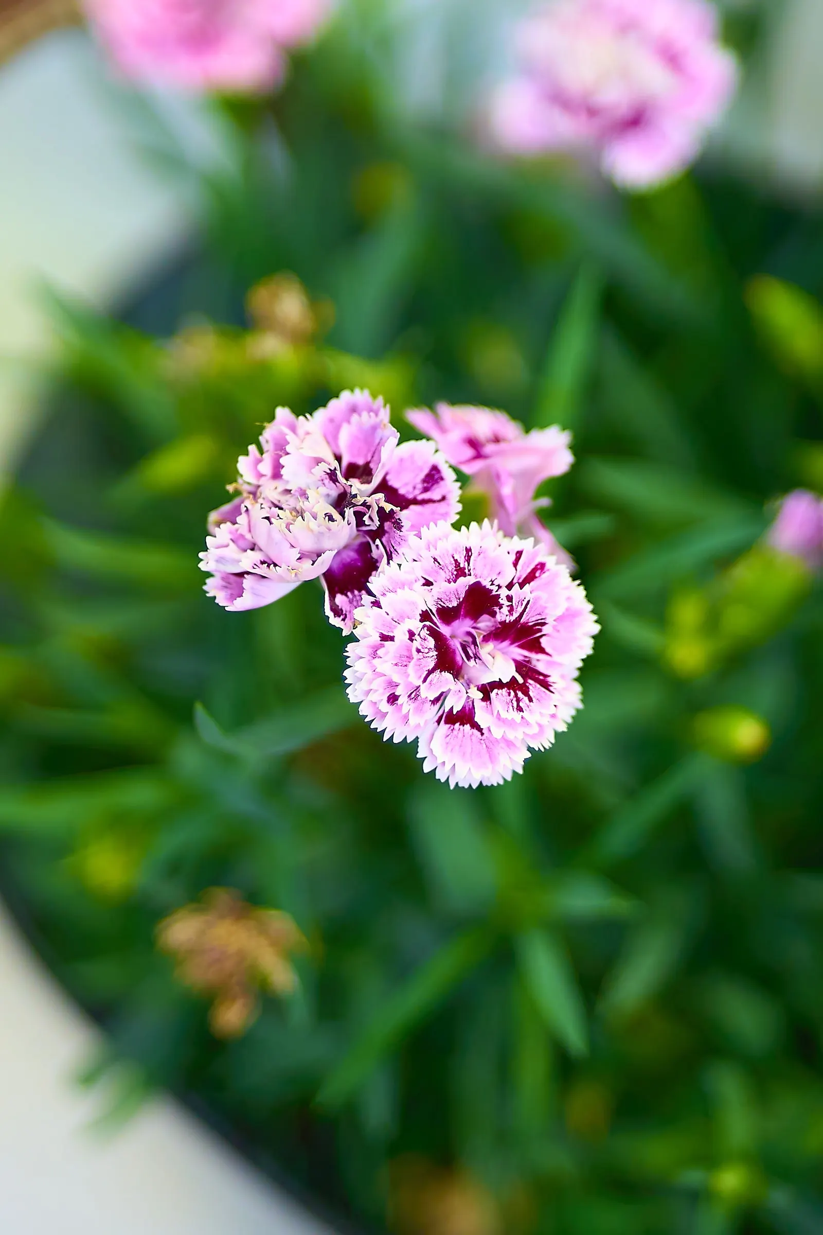 Carnation (Dianthus Caryophyllus) — commonly known as carnation