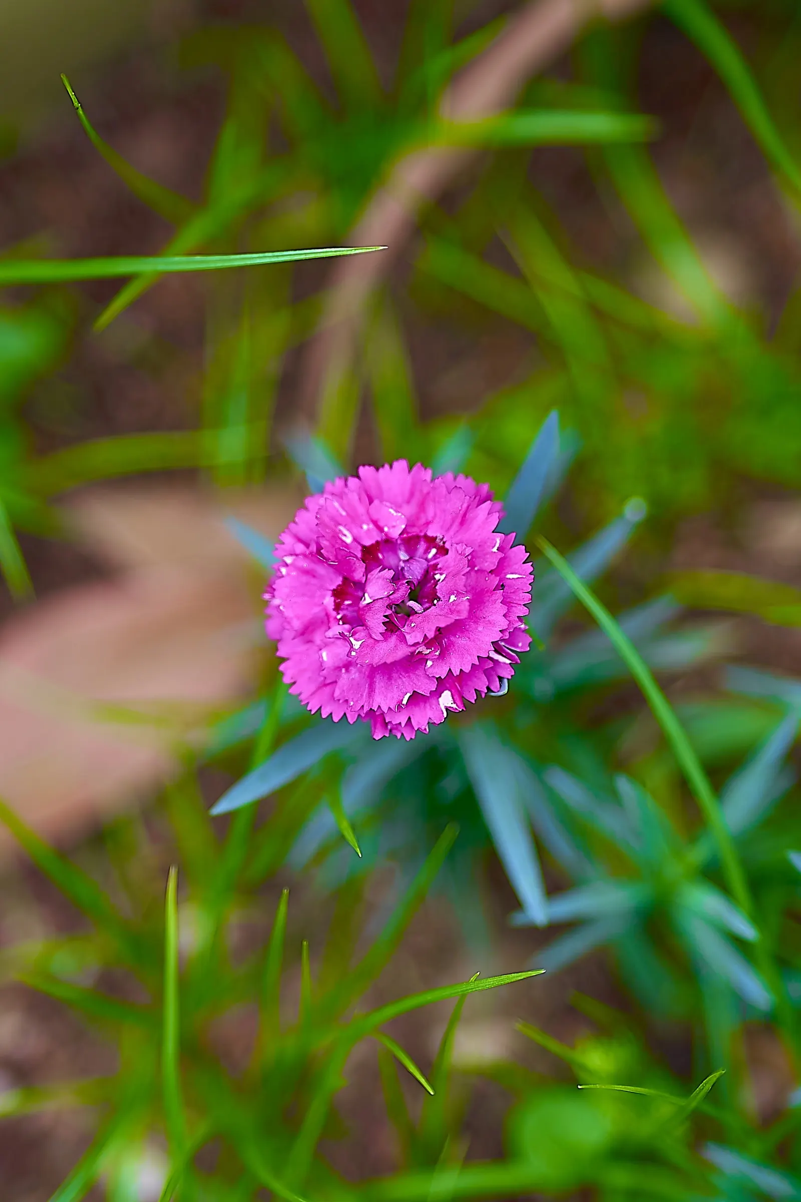 Carnation (Dianthus Caryophyllus) — commonly known as carnation; it thrives in full sun and well-drained soil