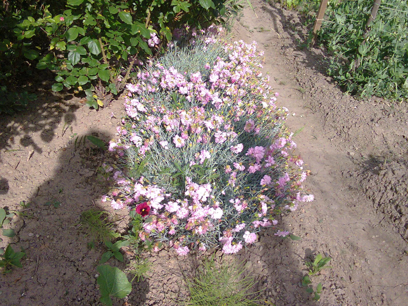 Carnation (Dianthus Caryophyllus) — annual with pink blooms; dianthus caryophyllus requires moderate maintenance to thrive