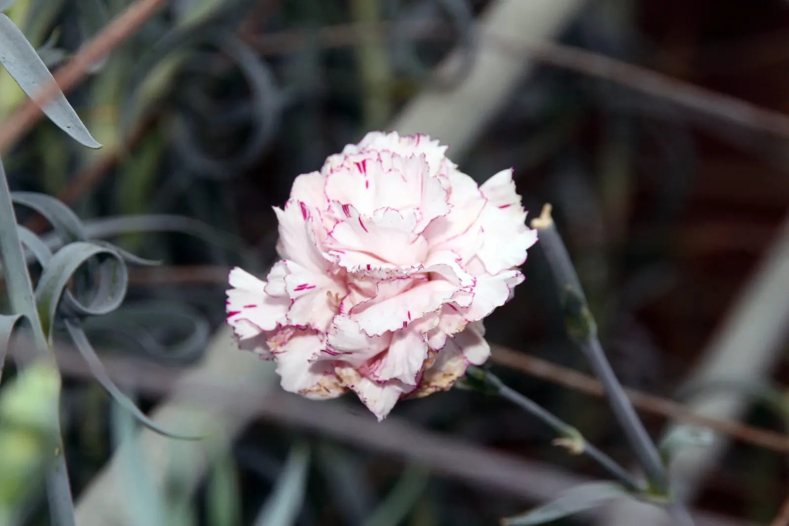 Carnation (Dianthus Caryophyllus) — which can span 2 to 3 inches in diameter when fully bloomed.<br><br>Preferring full sun and well-drained; but beware of