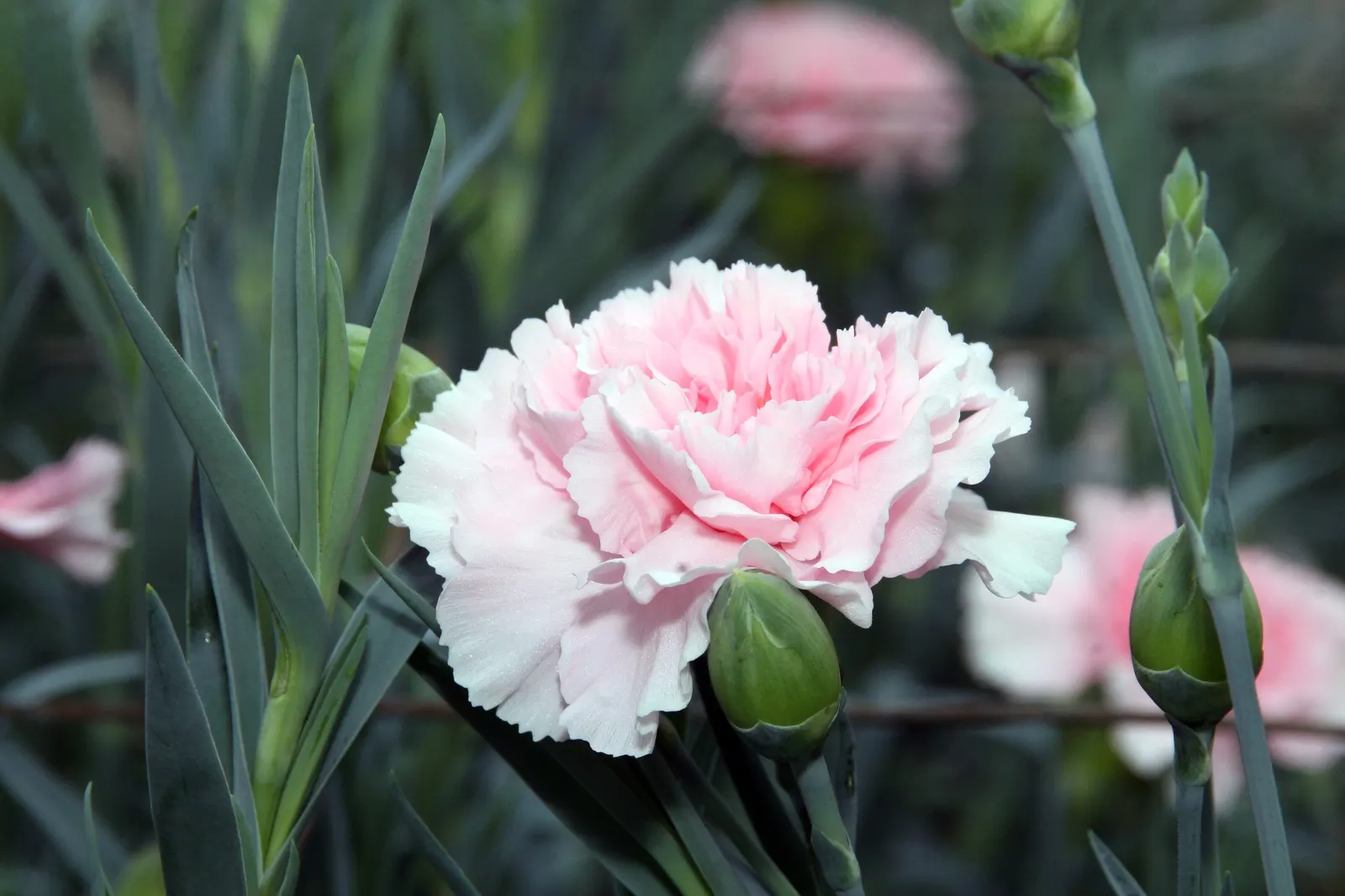 Carnation (Dianthus Caryophyllus) — is a perennial plant cherished for its vibrant blooms and rich fragrance; blooming from late spring through, image 80