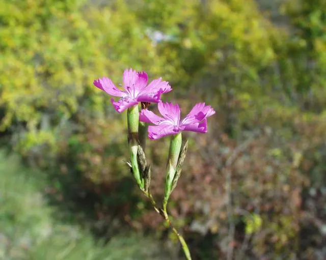 Carnation (Dianthus Caryophyllus) — Carnations make an excellent mid-level addition to floral beds and borders; is a perennial plant that typically, image 59