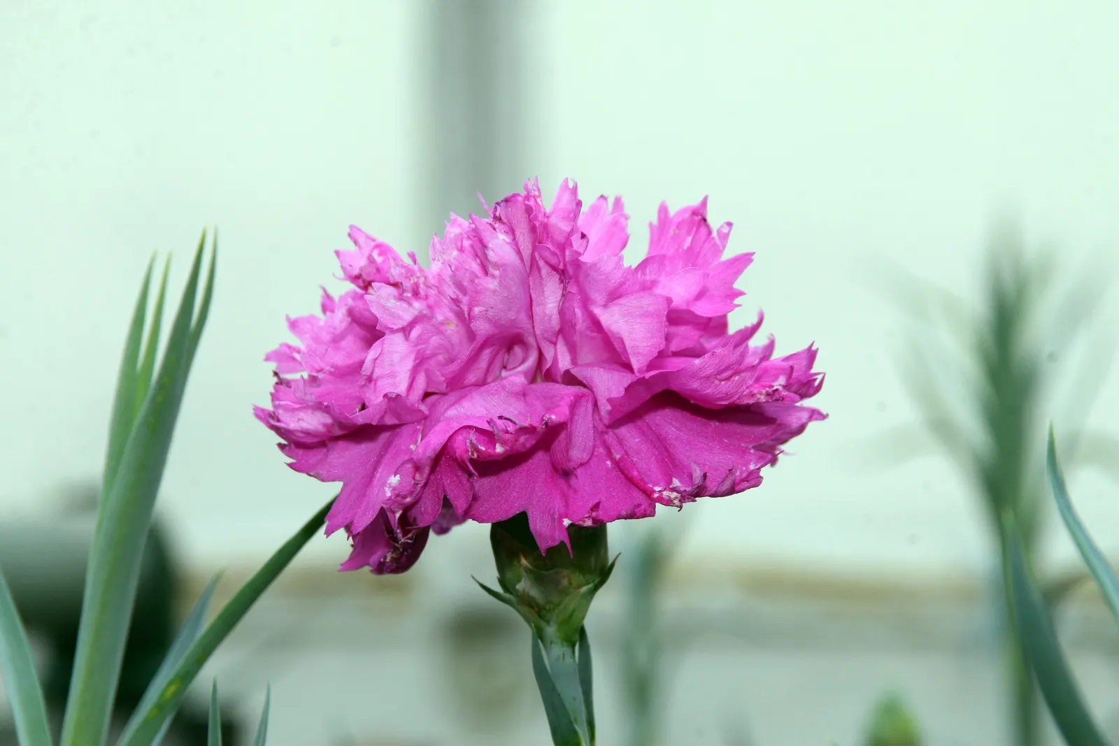 Carnation (Dianthus Caryophyllus) — Blooming from late spring through summer, carnations are excellent for borders, containers, and as cut flowers, image 77