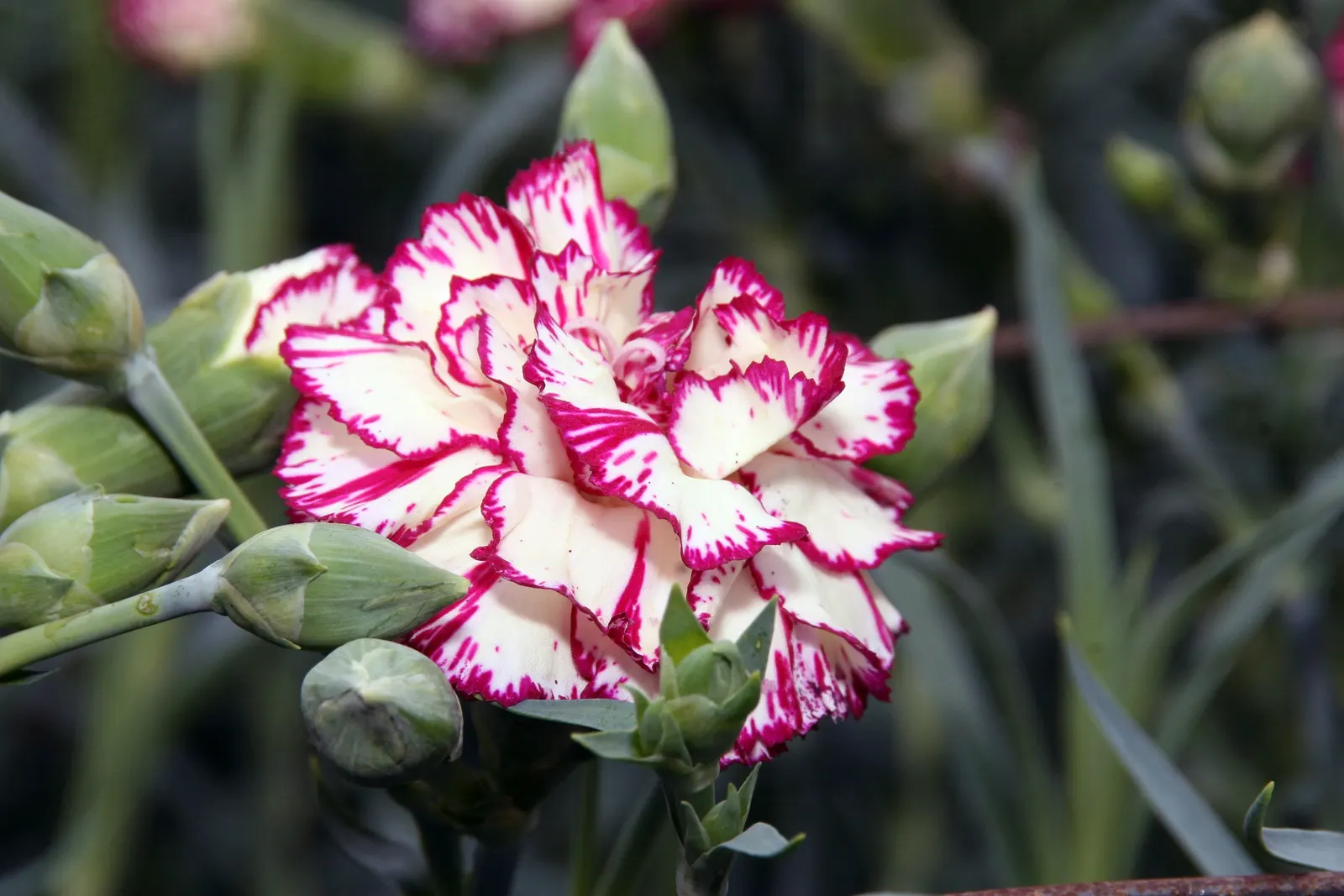Carnation (Dianthus Caryophyllus) — This classic beauty is a staple in ornamental gardens and a favorite for cut flower arrangements; glaucous, image 81