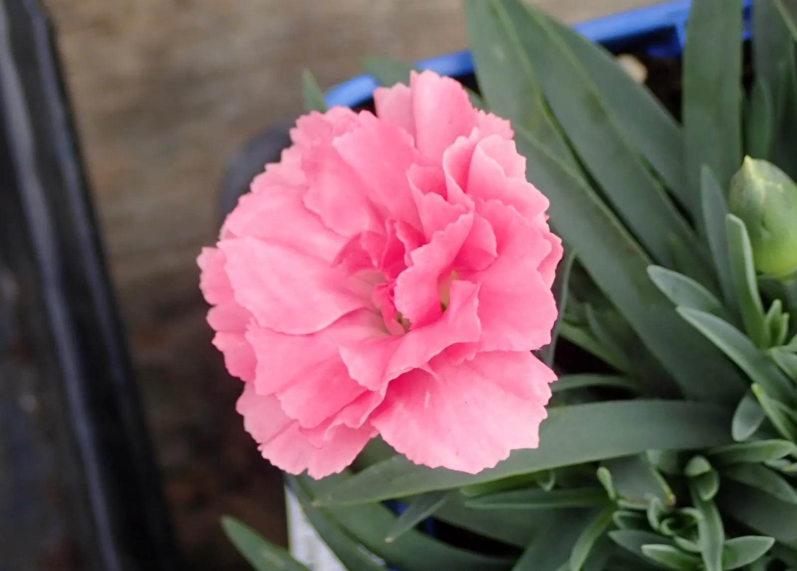 Carnation (Dianthus Caryophyllus) — To best educate the client; deadheading spent blooms will encourage further flowering
