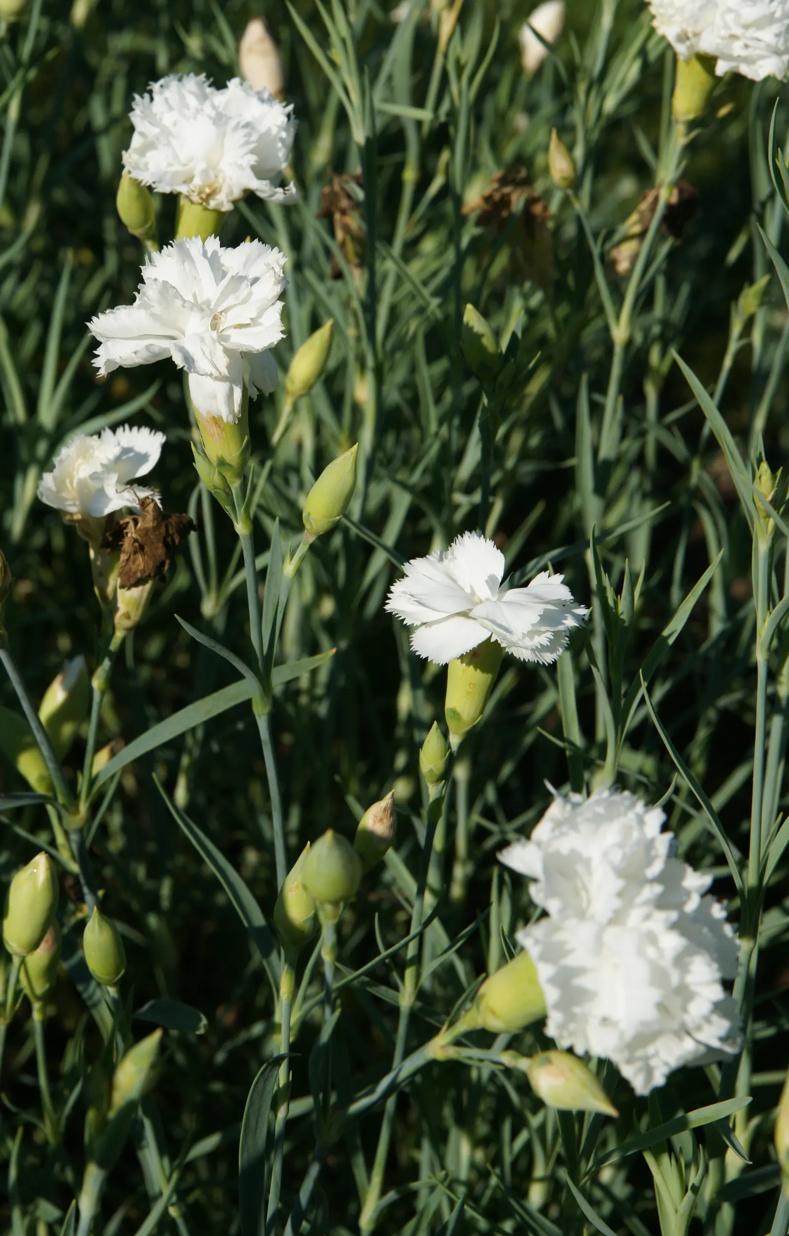 Carnation (Dianthus Caryophyllus) — is a perennial plant cherished for its vibrant blooms and rich fragrance; blooming from late spring through summer