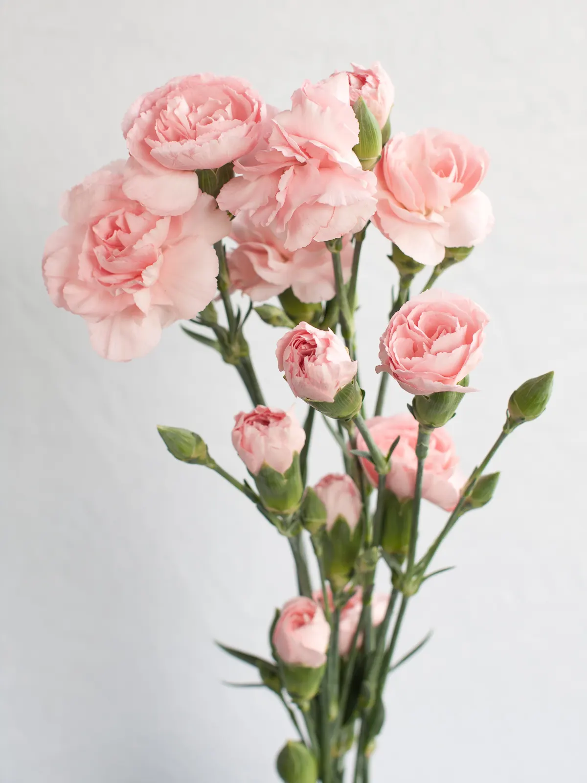Carnation (Dianthus Caryophyllus) — Blooming from late spring through summer, carnations are excellent for borders, containers, and as cut flowers