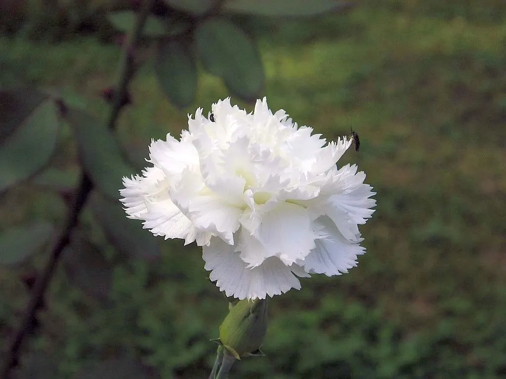 Carnation (Dianthus Caryophyllus) — scientifically known as Dianthus caryophyllus