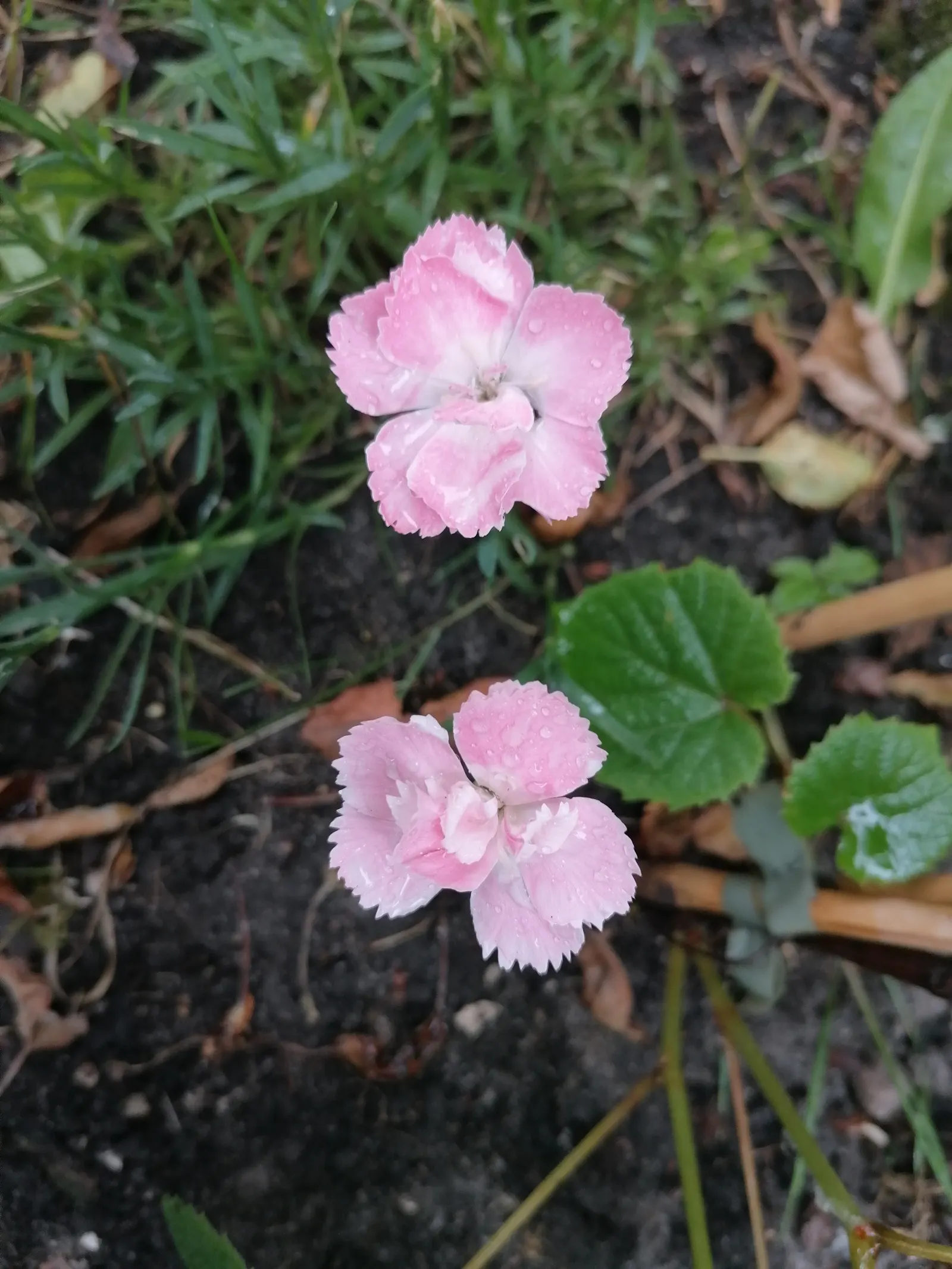 Carnation (Dianthus Caryophyllus) — They prefer cooler climates and require regular watering, with soil drying slightly between; regular watering, image 78