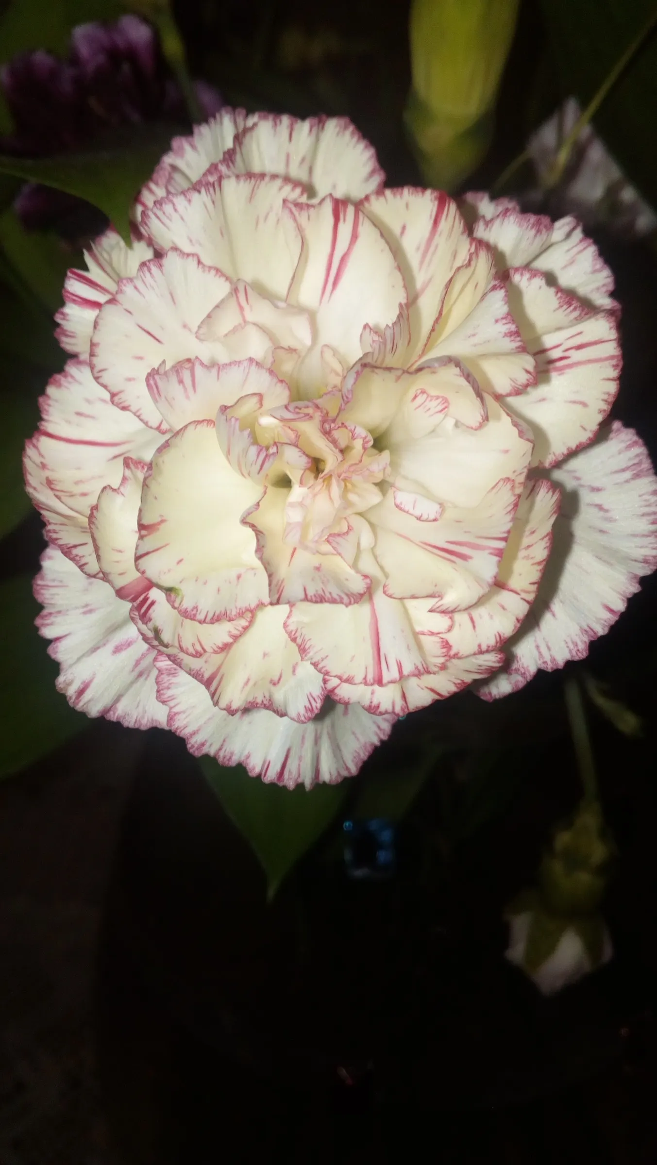 Carnation (Dianthus Caryophyllus) — pink flowers in the garden; scientifically known as Dianthus caryophyllus