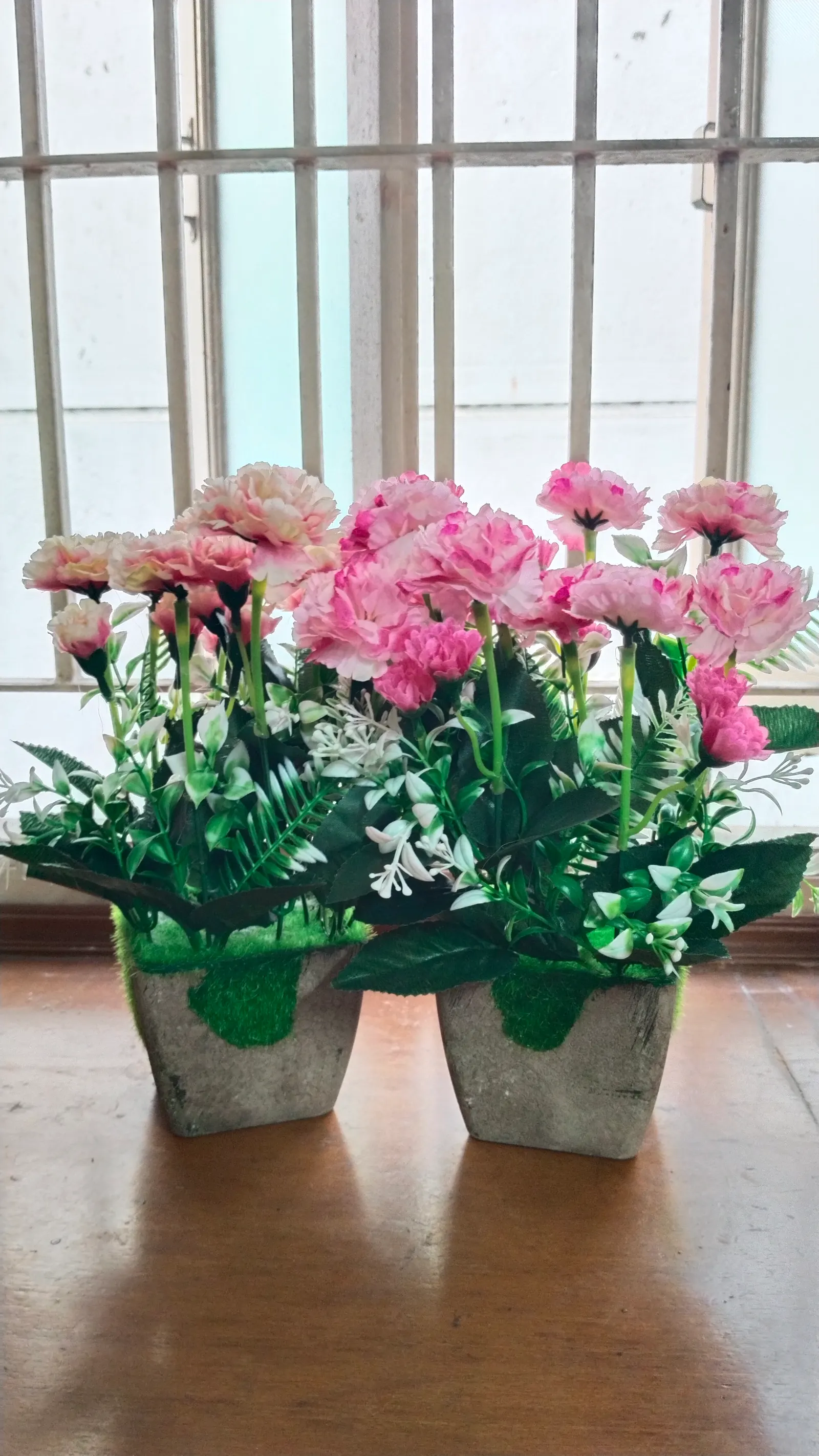 Carnation (Dianthus Caryophyllus) — which can span 2 to 3 inches in diameter when fully bloomed.<br><br>Preferring full sun and well-drained; but, image 61
