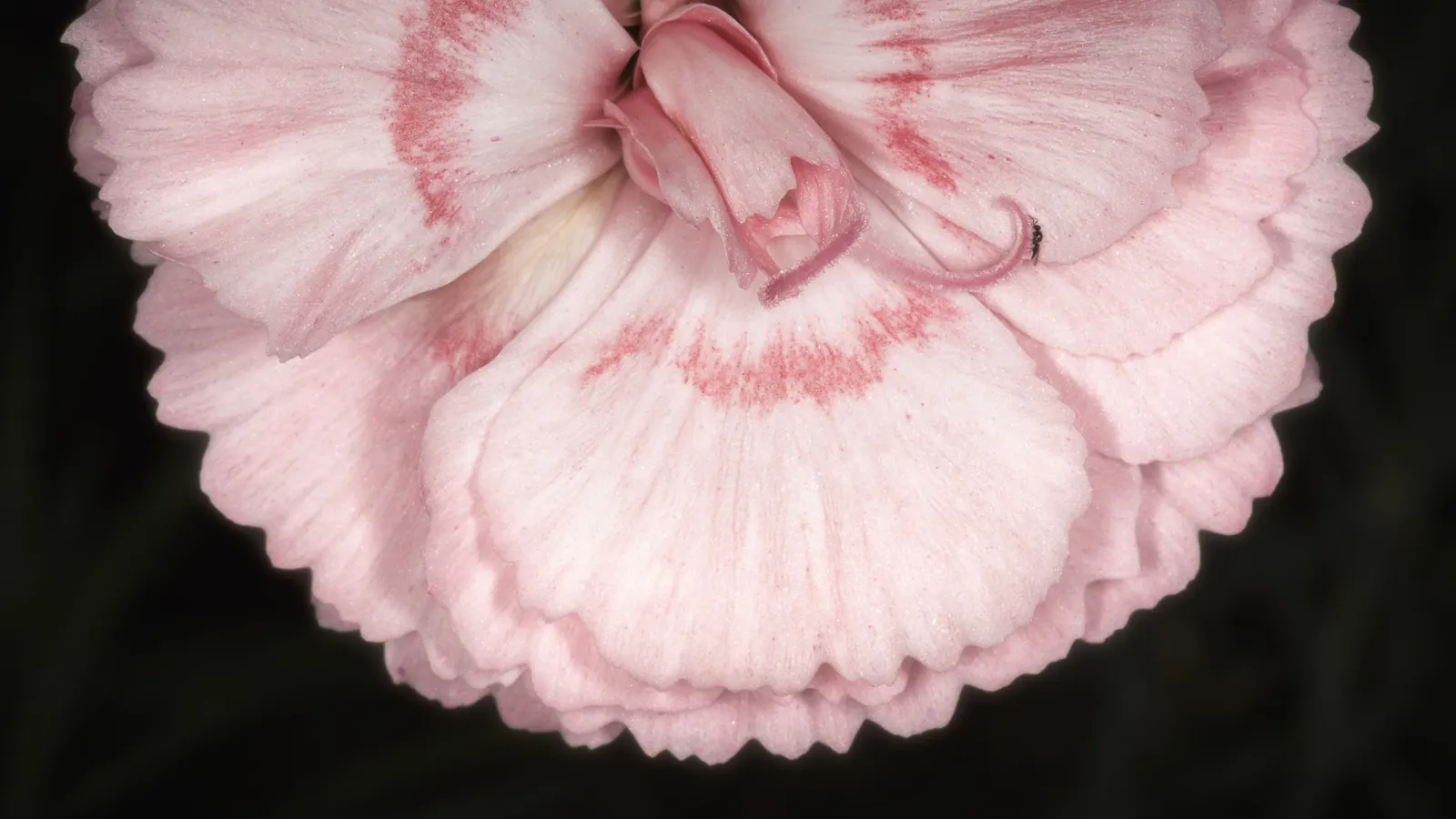Carnation (Dianthus Caryophyllus) — is a perennial plant cherished for its vibrant blooms and rich fragrance; blooming from late spring through, image 56