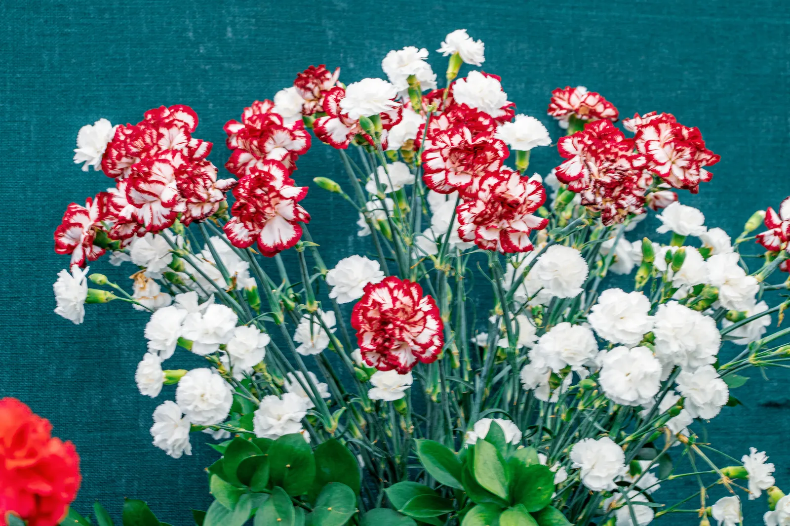 Carnation (Dianthus Caryophyllus) — commonly known as carnation; it thrives in full sun and well-drained soil, image 49