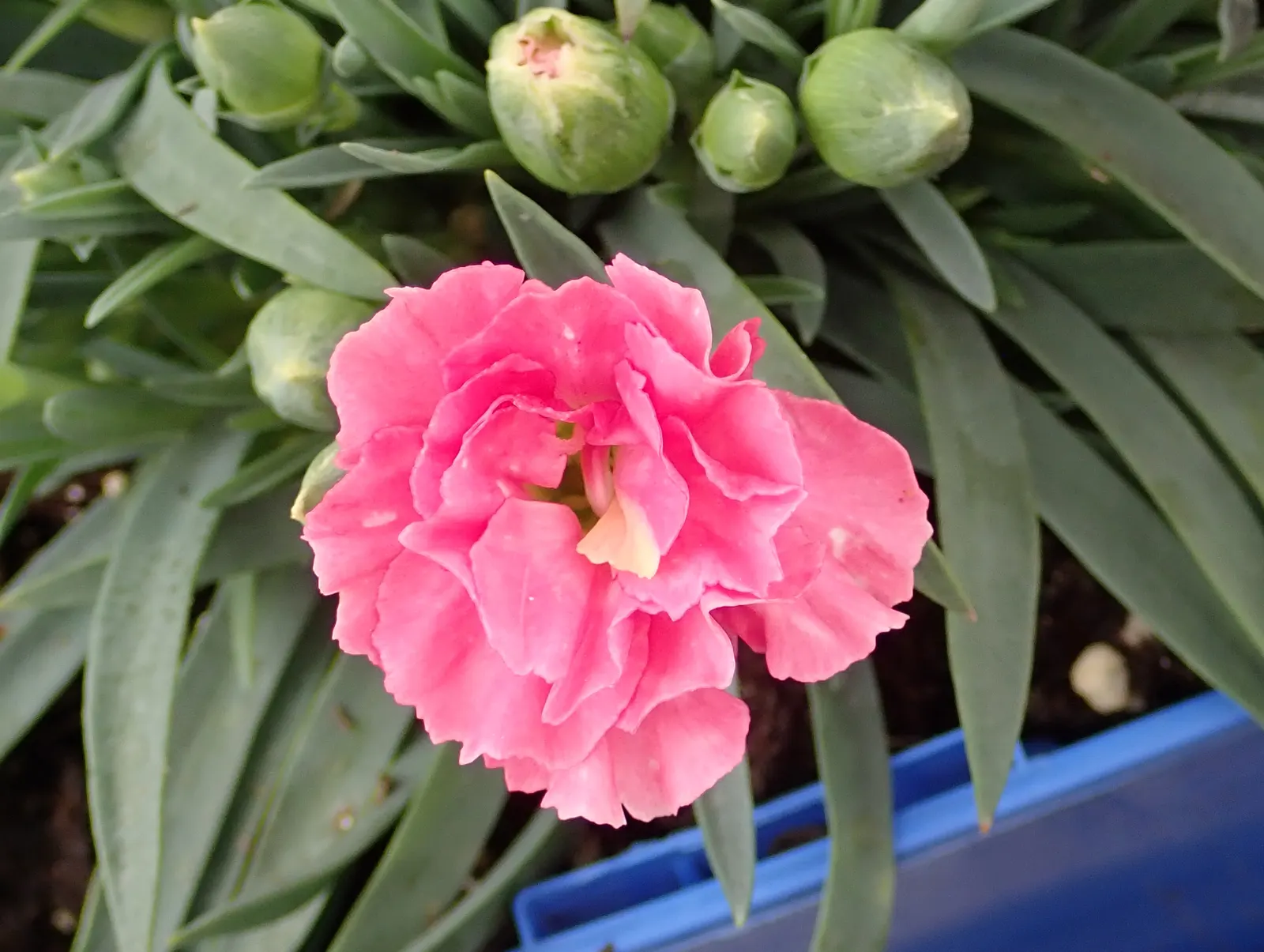 Carnation (Dianthus Caryophyllus) — Regular watering is essential; they prefer cooler climates and require regular watering, with soil drying slightly between