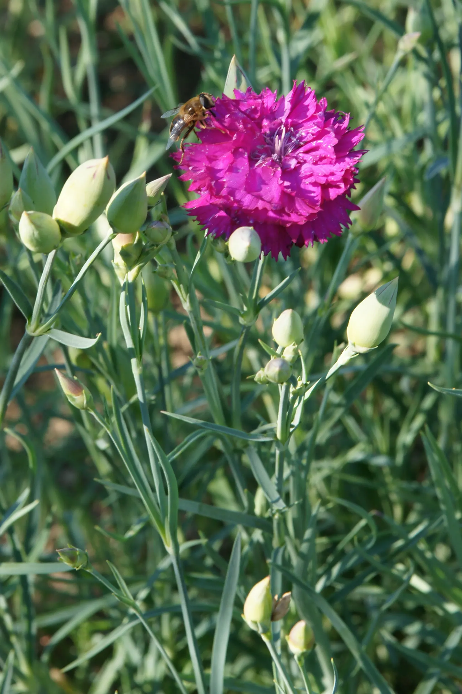 Carnation (Dianthus Caryophyllus) — is a perennial plant that typically grows 18 to 24 inches tall; carnations make an excellent mid-level addition to floral