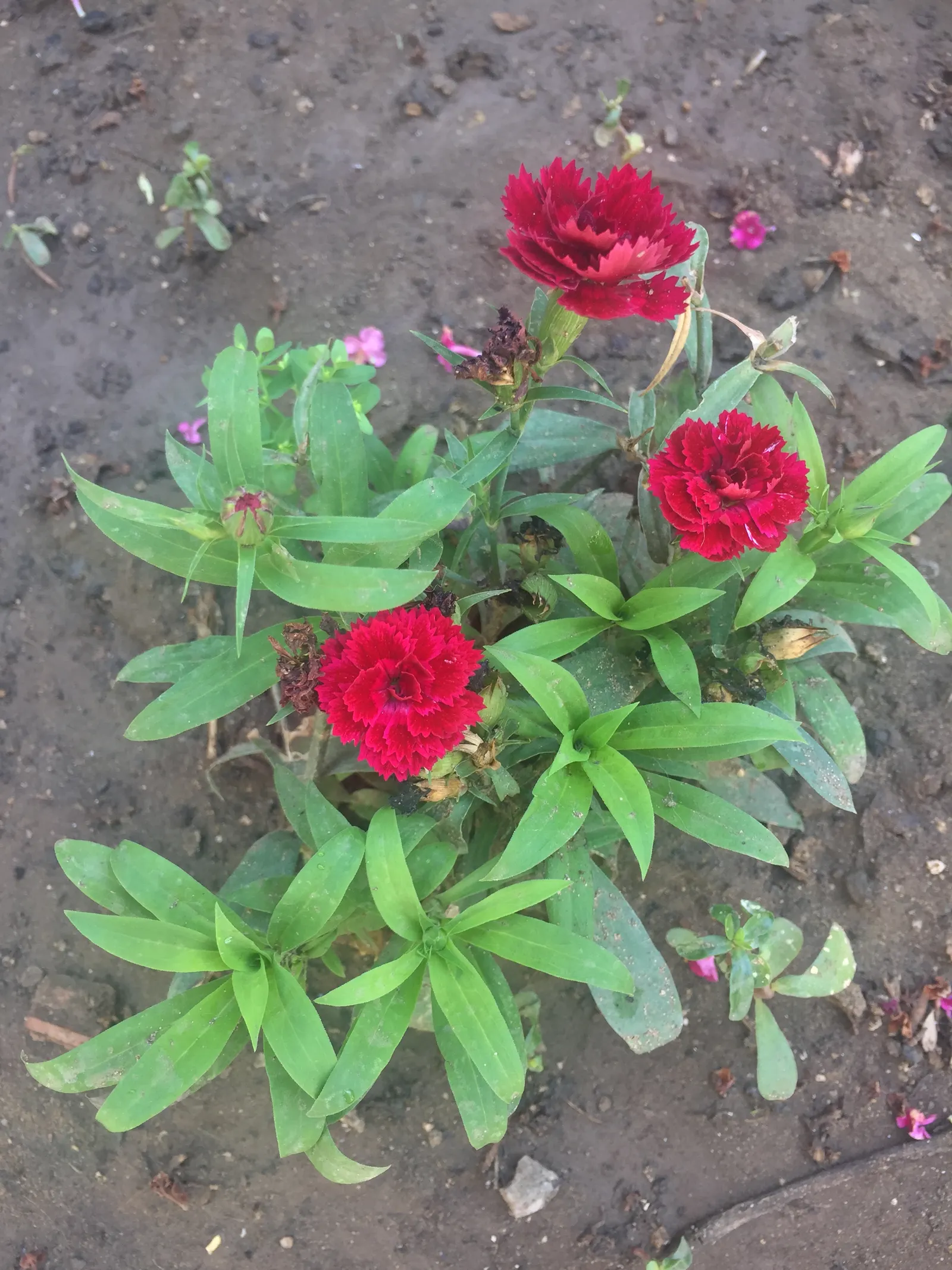 Carnation (Dianthus Caryophyllus) — pink flowers in the garden; scientifically known as Dianthus caryophyllus, image 70