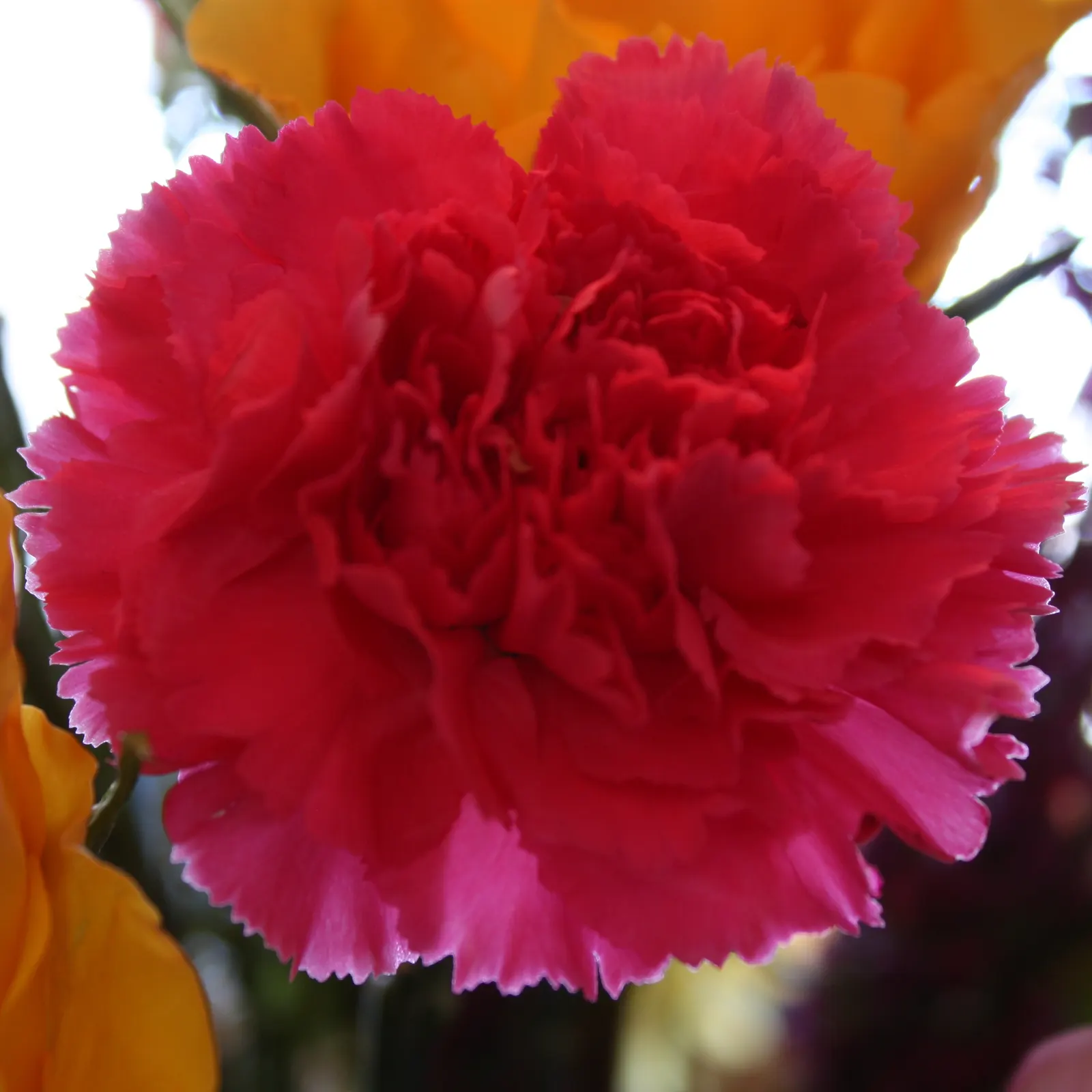 Carnation (Dianthus Caryophyllus) — They prefer cooler climates and require regular watering, with soil drying slightly between; regular watering is essential