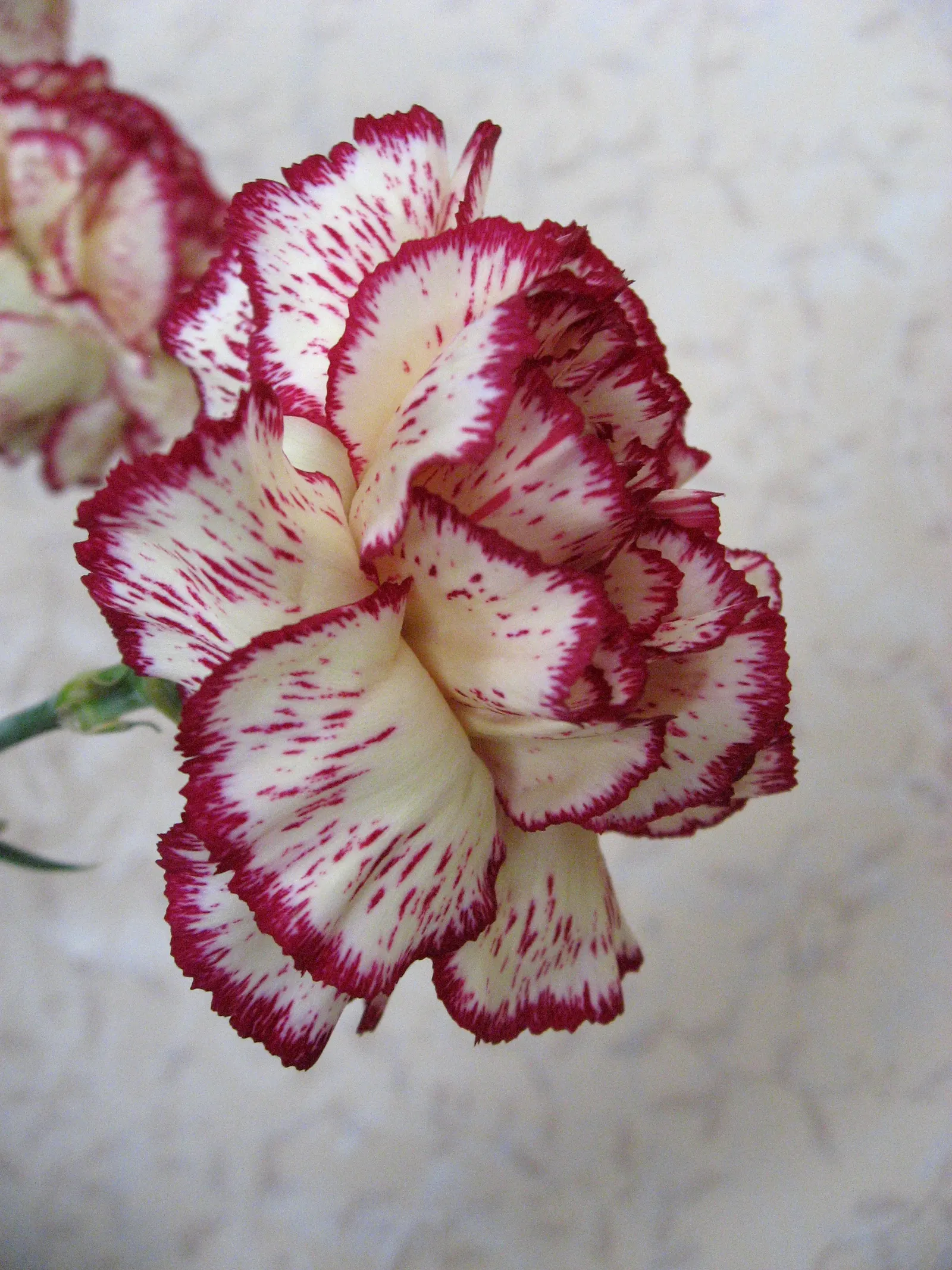 Carnation (Dianthus Caryophyllus) — Deadheading spent blooms will encourage further flowering; to best educate the client