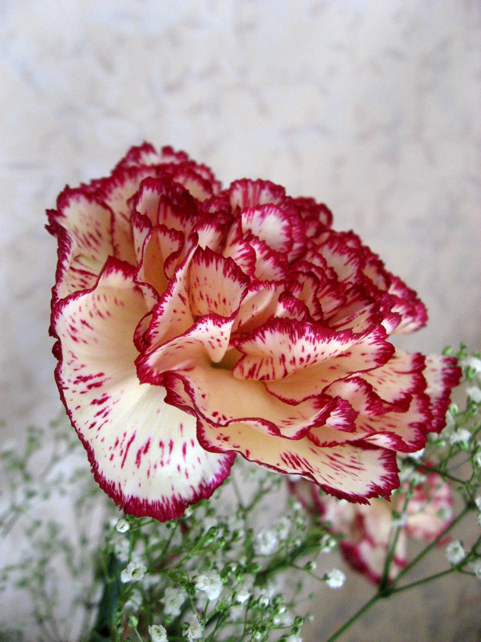 Carnation (Dianthus Caryophyllus) — fragrant flowers in a variety of colors; extending the display from late spring through early fall, image 51