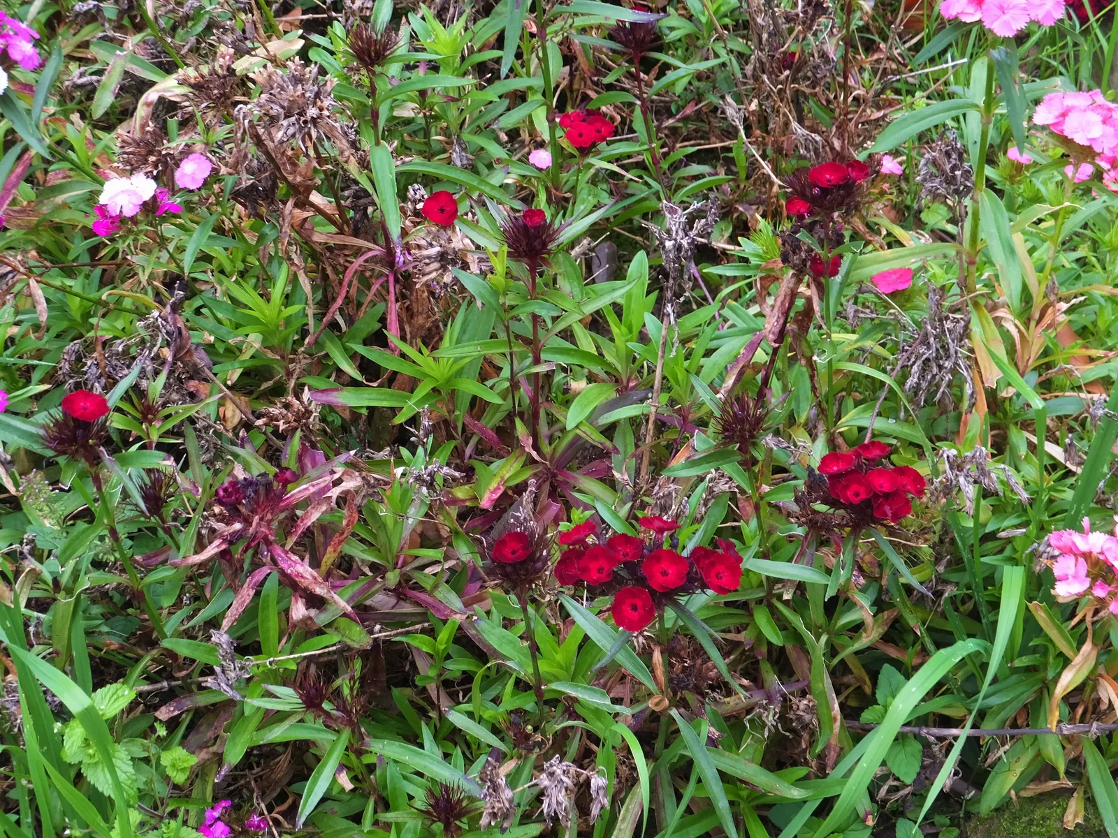Carnation (Dianthus Caryophyllus) — which can span 2 to 3 inches in diameter when fully bloomed.<br><br>Preferring full sun and well-drained