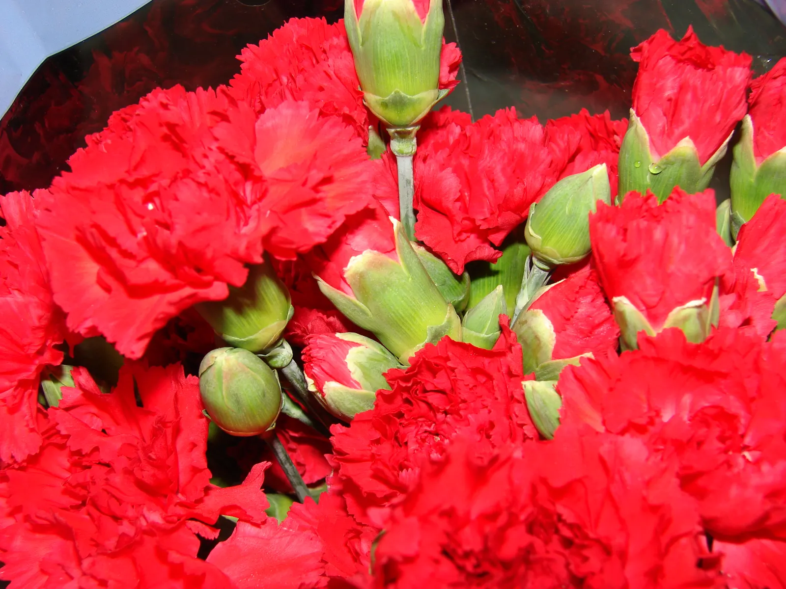 Carnation (Dianthus Caryophyllus) — fragrant flowers in a variety of colors; extending the display from late spring through early fall, image 75