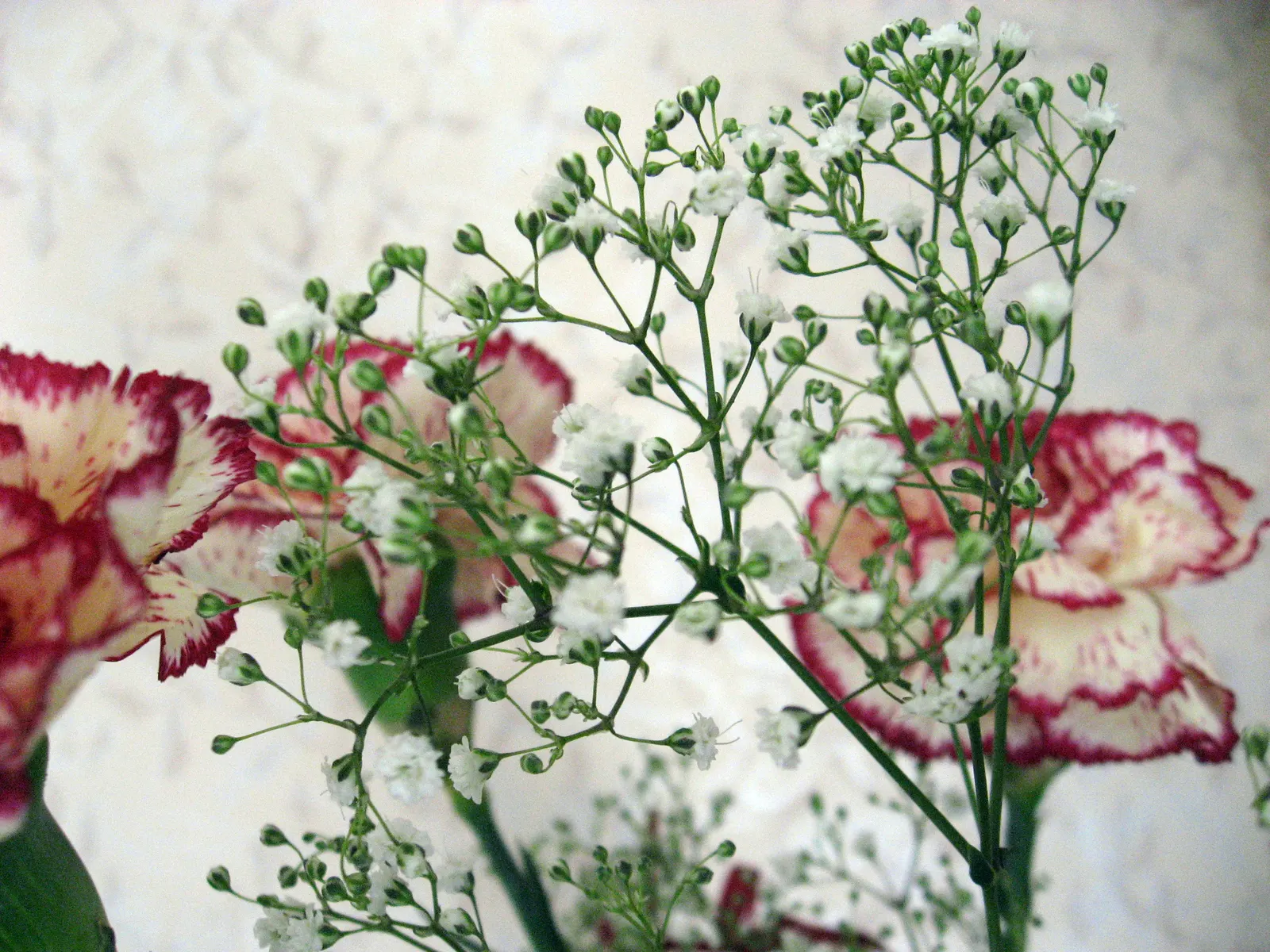 Carnation (Dianthus Caryophyllus) — Dianthus caryophyllus requires moderate maintenance to thrive; annual with pink blooms, image 62