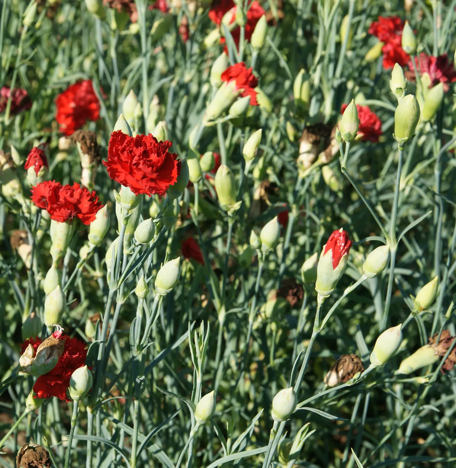 Carnation (Dianthus Caryophyllus) — annual for full or half