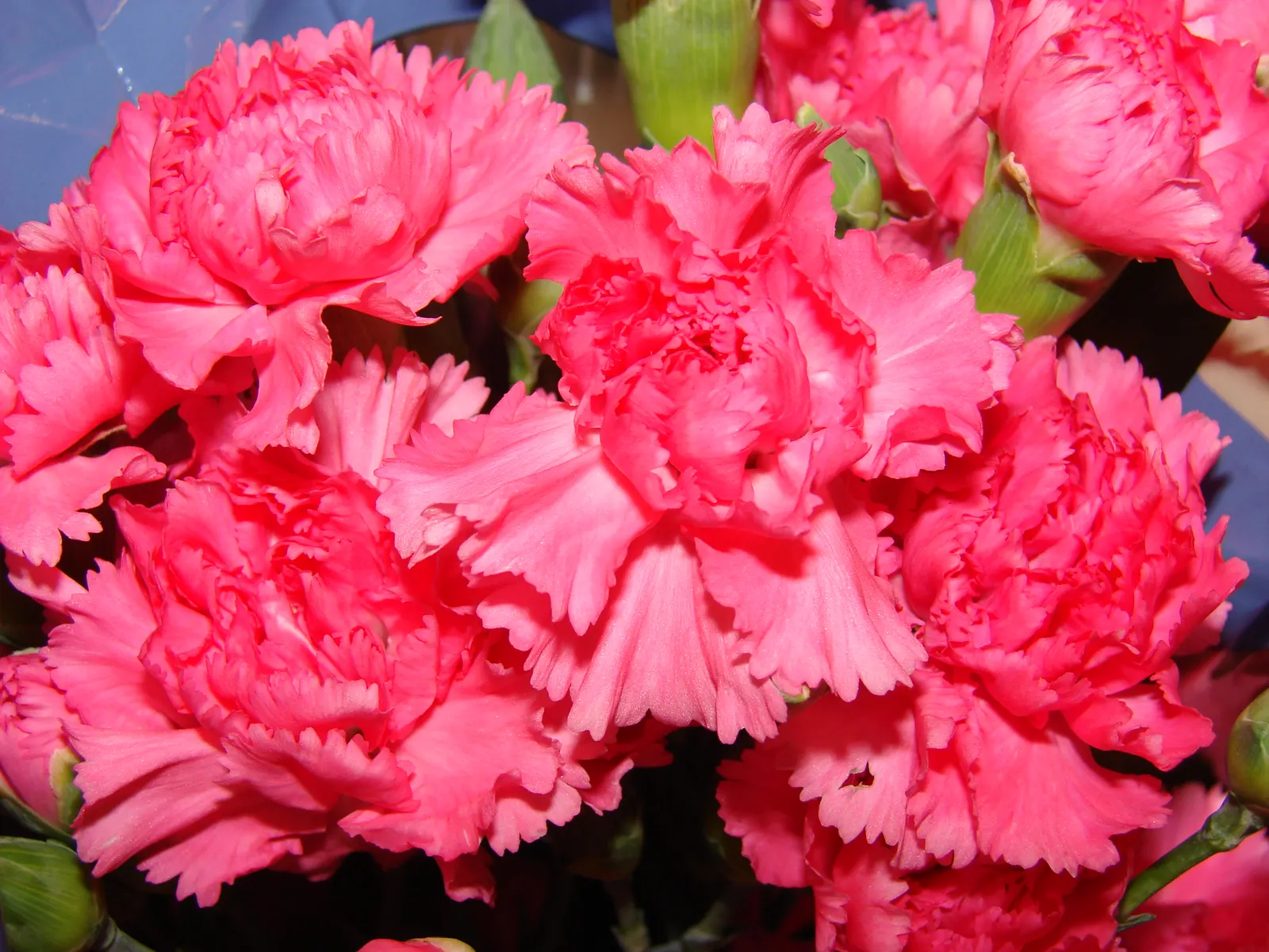 Carnation (Dianthus Caryophyllus) — Dianthus caryophyllus requires moderate maintenance to thrive; annual with pink blooms