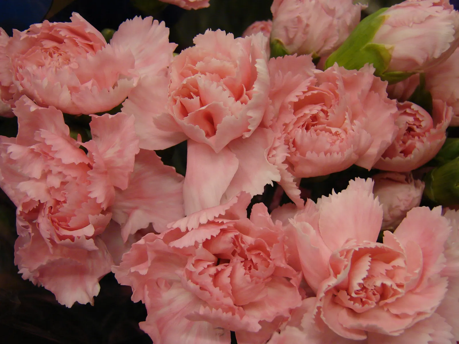 Carnation (Dianthus Caryophyllus) — Blooming from late spring through summer, carnations are excellent for borders, containers, and as cut flowers; is a