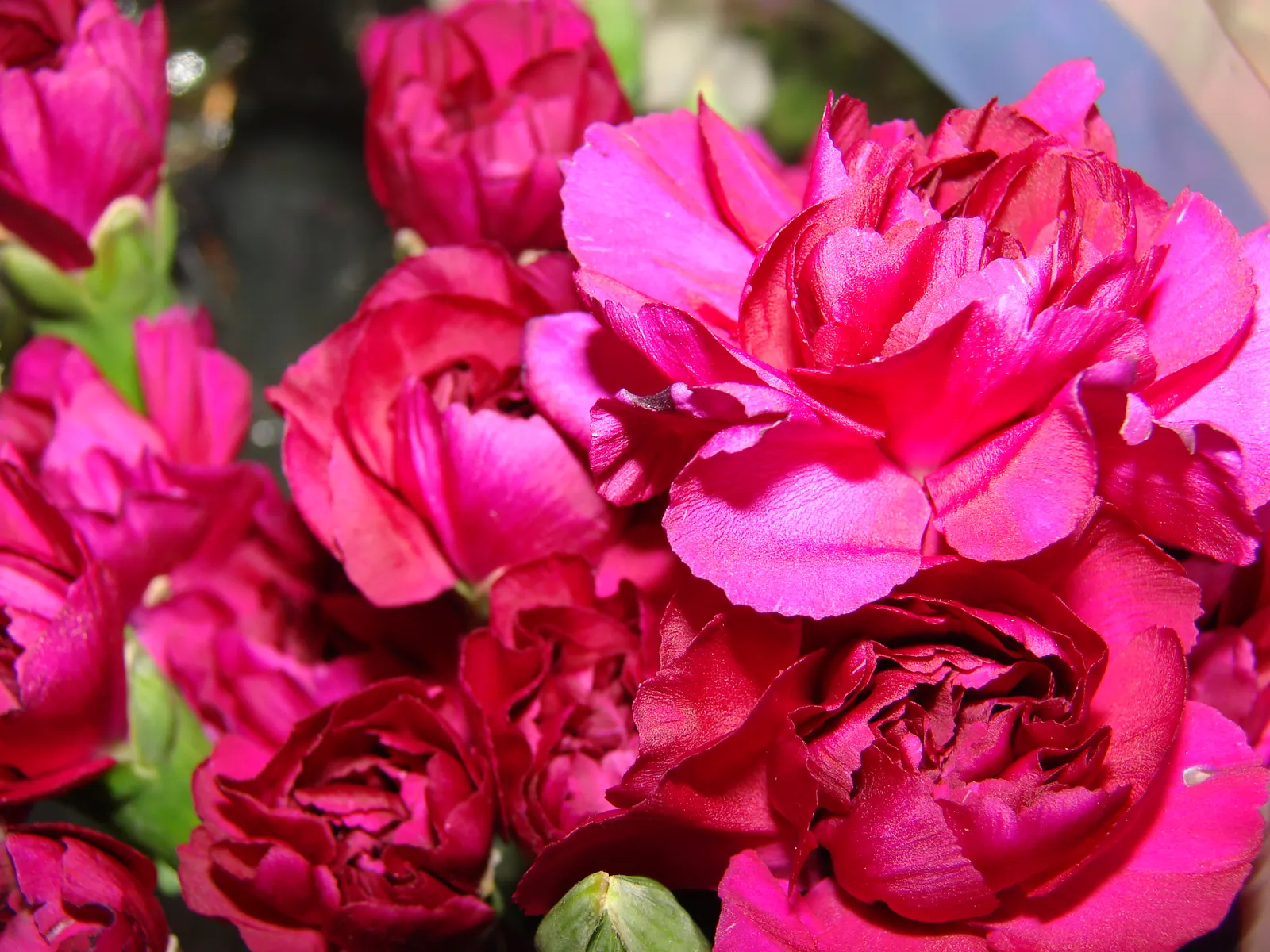 Carnation (Dianthus Caryophyllus) — it thrives in full sun and well-drained soil; commonly known as carnation, image 52
