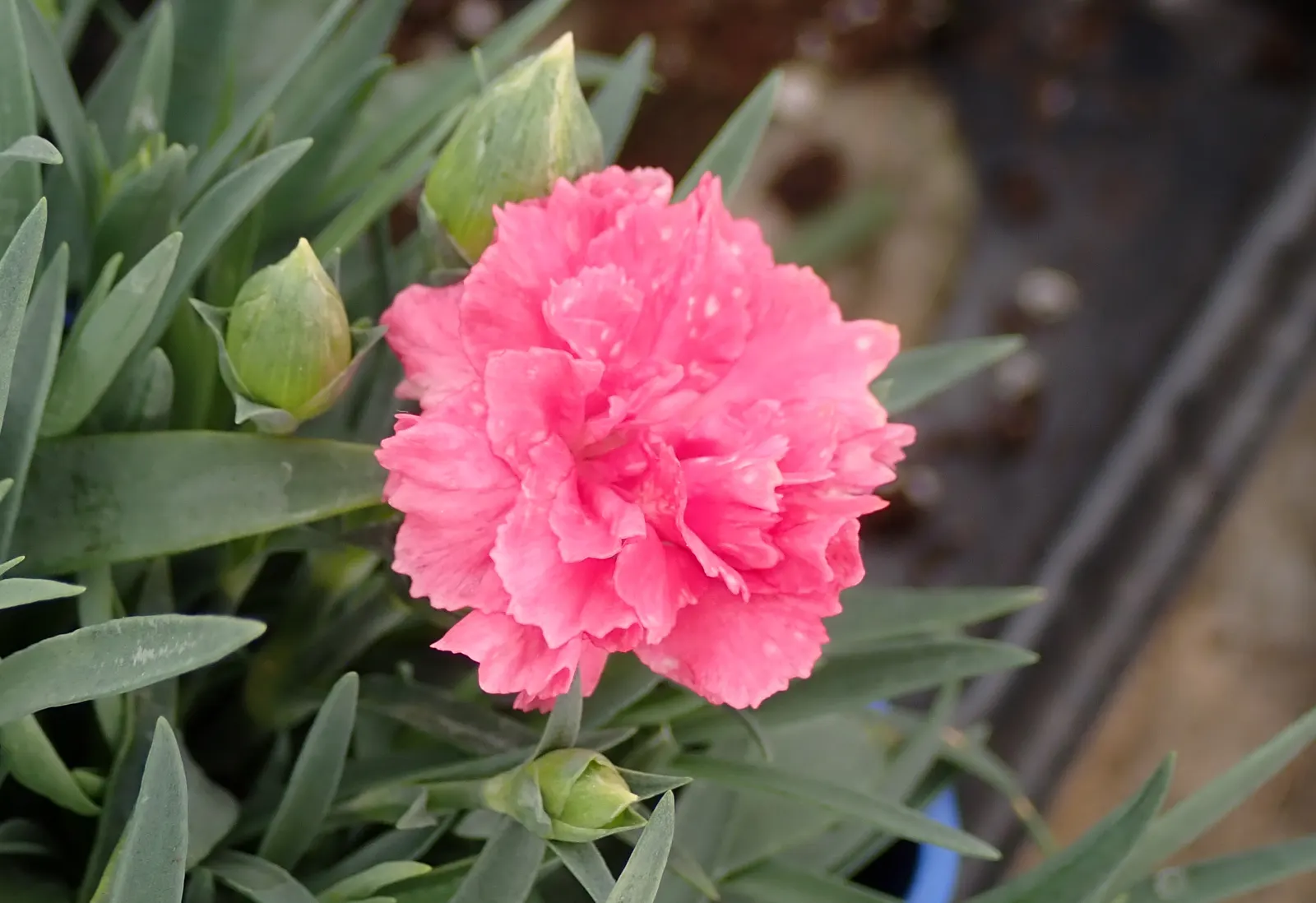 Carnation (Dianthus Caryophyllus) — is a perennial plant that typically grows 18 to 24 inches tall; carnations make an excellent mid-level addition, image 50