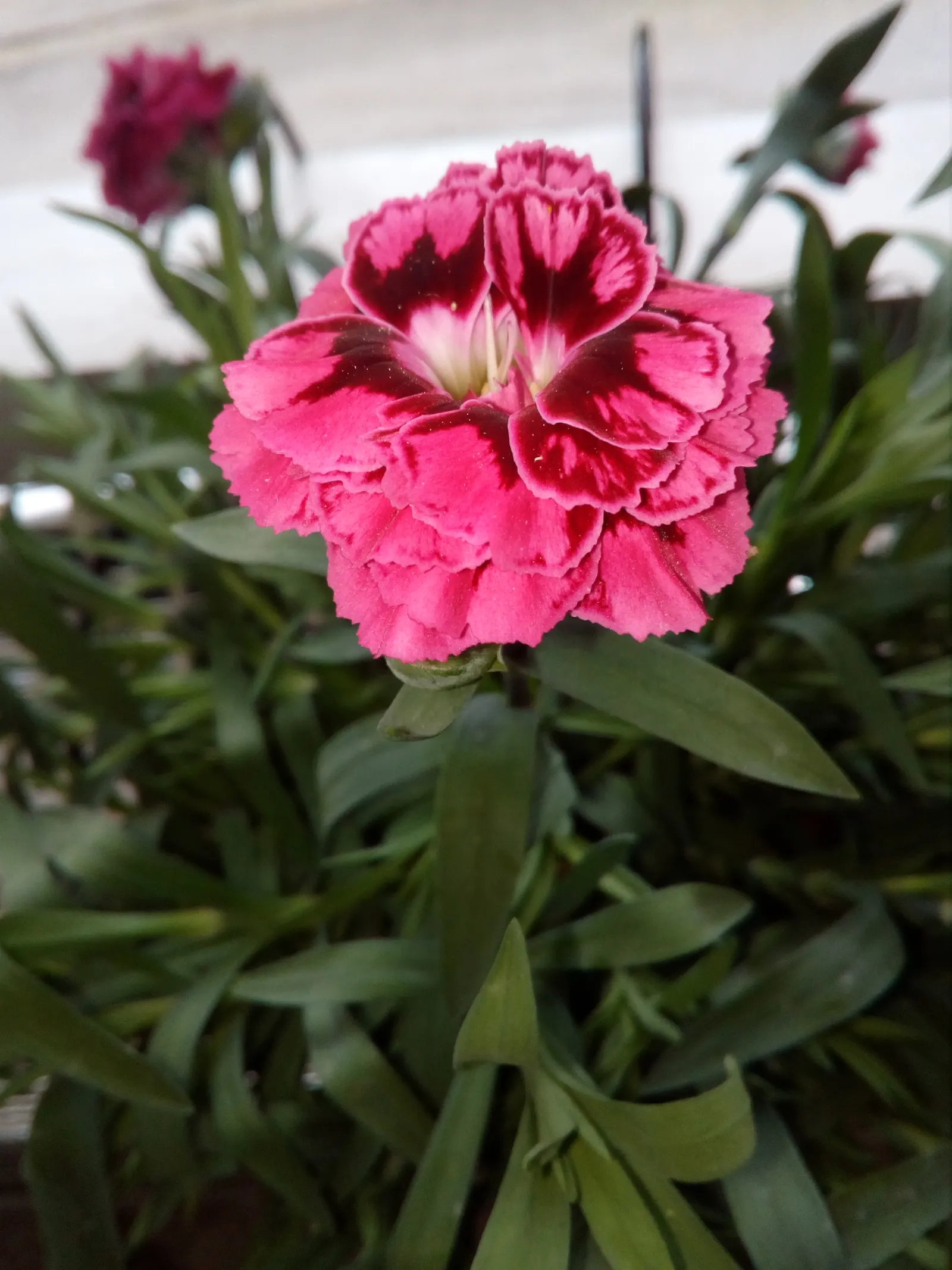 Carnation (Dianthus Caryophyllus) — To best educate the client
