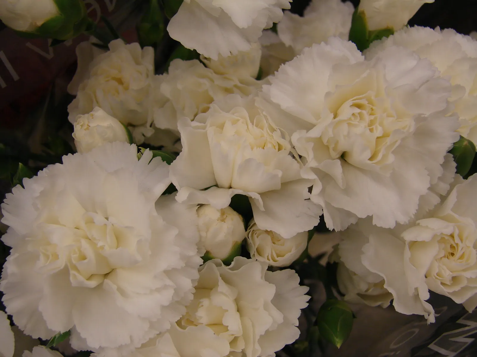 Carnation (Dianthus Caryophyllus) — is a perennial plant that typically grows 18 to 24 inches tall