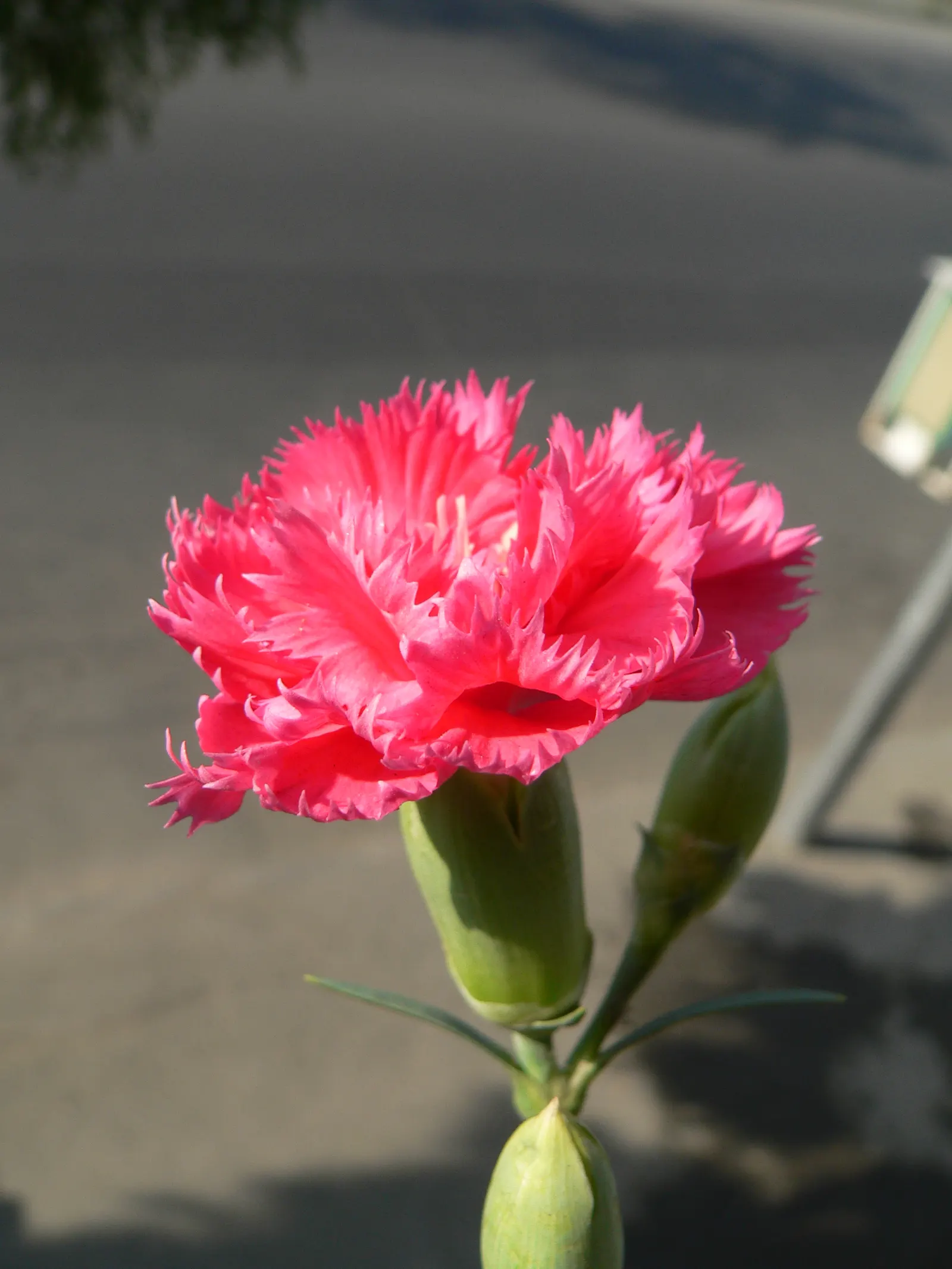 Carnation (Dianthus Caryophyllus) — with a spread of approximately 12 to 18 inches
