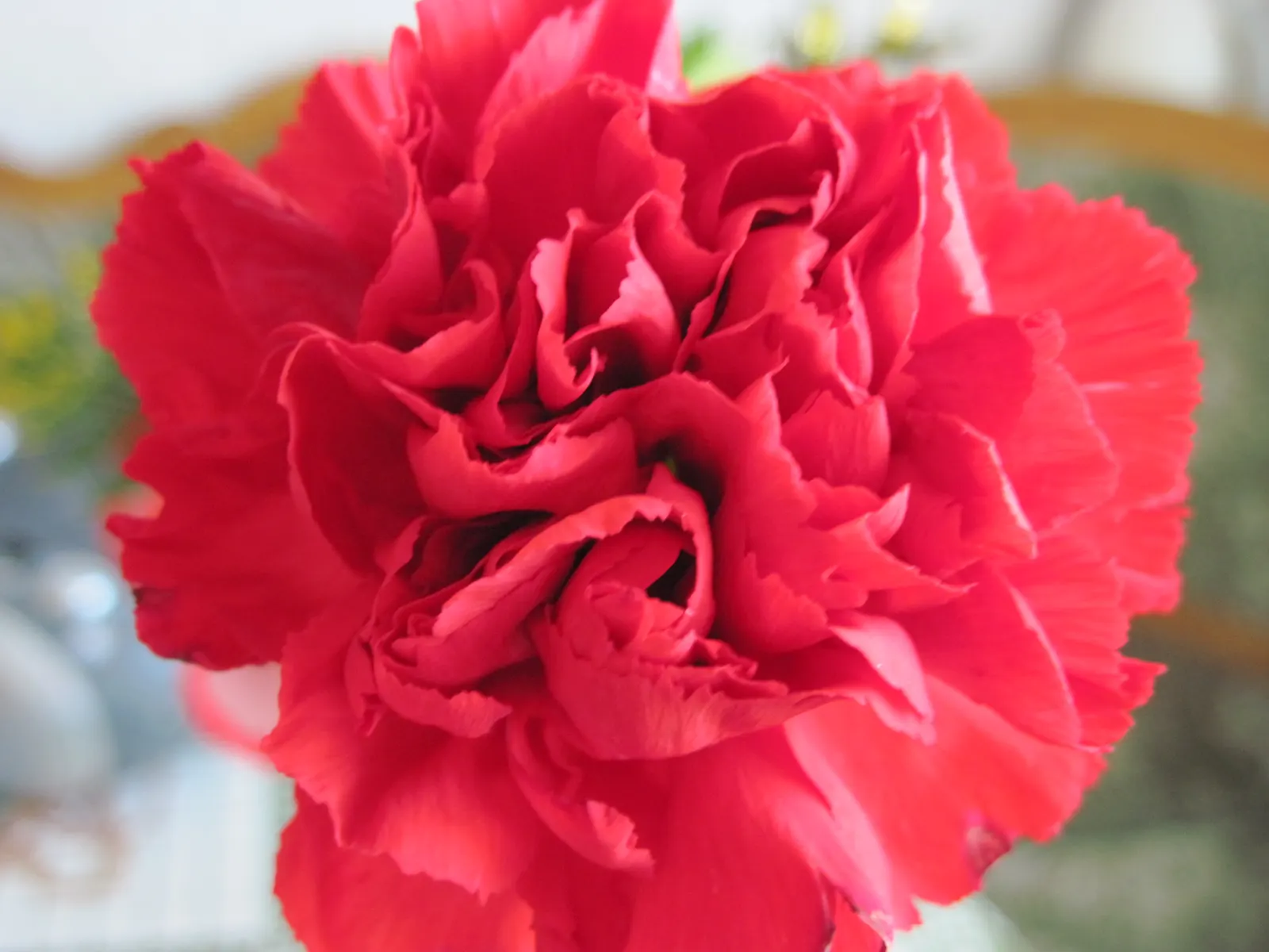 Carnation (Dianthus Caryophyllus) — glaucous green to blue-green foliage offers a striking contrast against the ruffled petal flowers