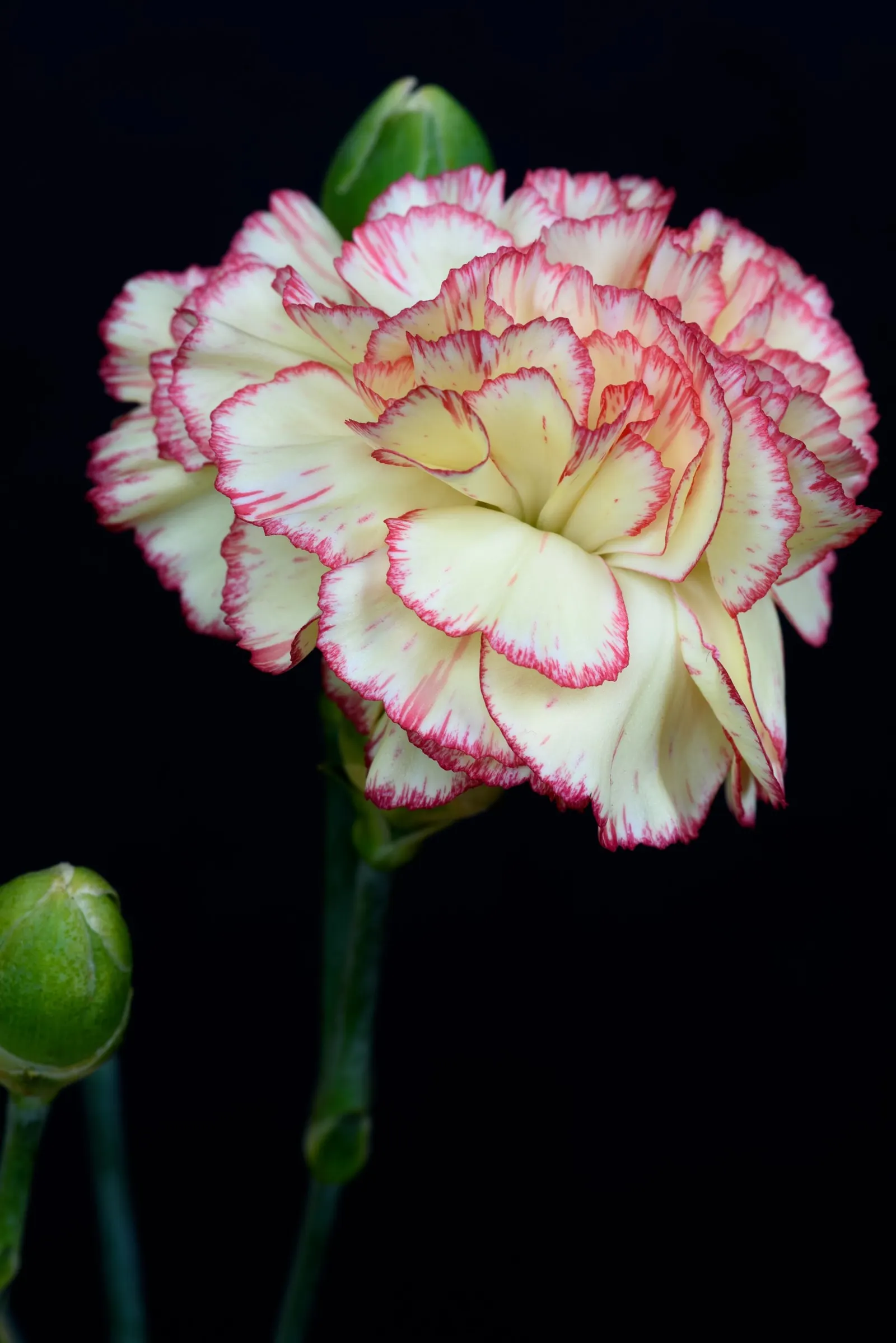 Carnation (Dianthus Caryophyllus) — extending the display from late spring through early fall; fragrant flowers in a variety of colors
