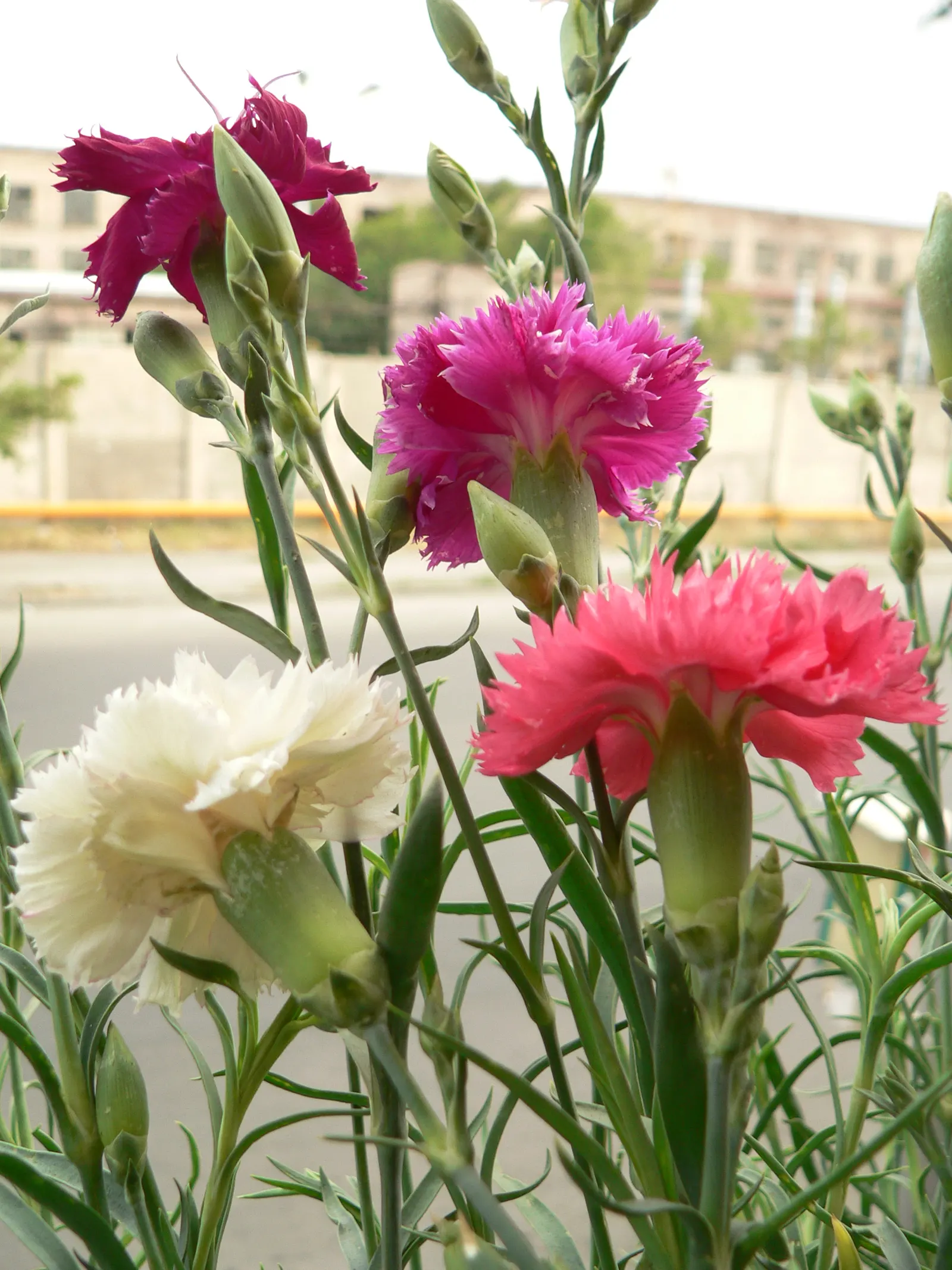 Carnation (Dianthus Caryophyllus) — Regular watering is essential; they prefer cooler climates and require regular watering, with soil drying, image 63