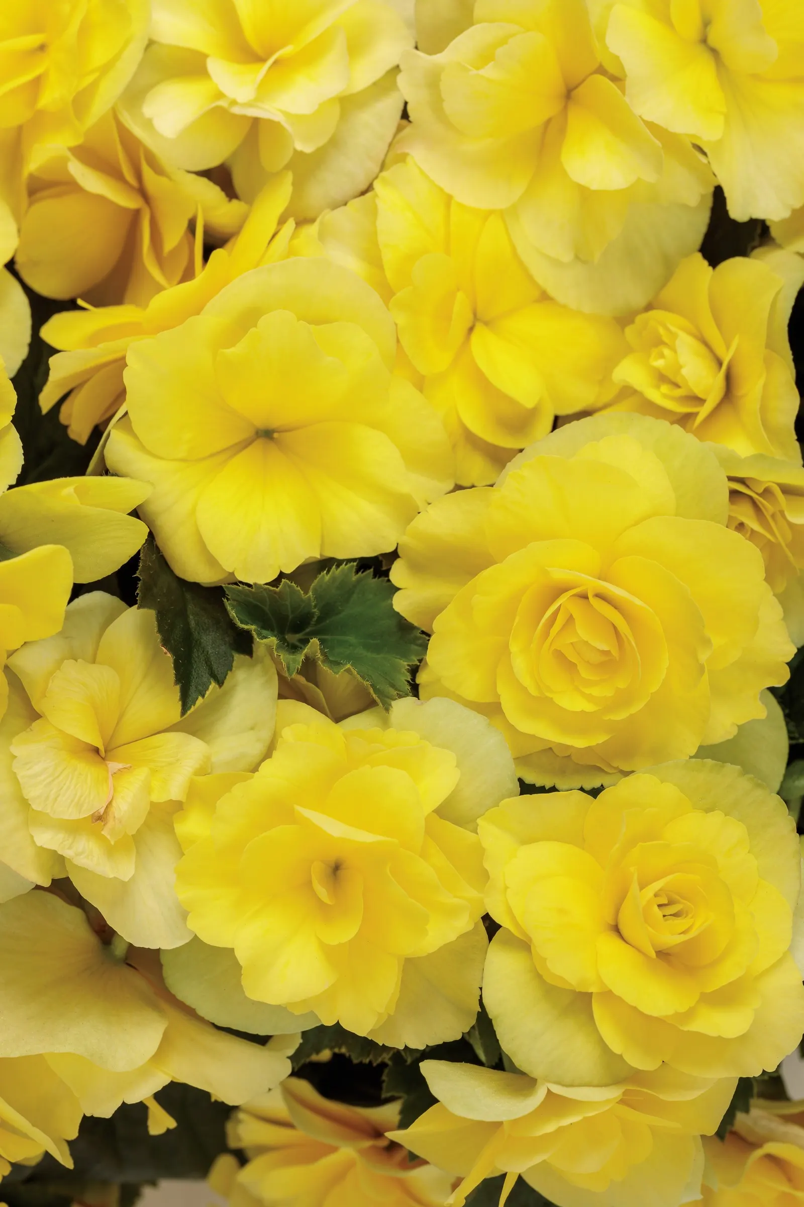 Yellow Rieger Begonia (Begonia x hiemalis) — commonly referred to as Yellow Rieger Begonia